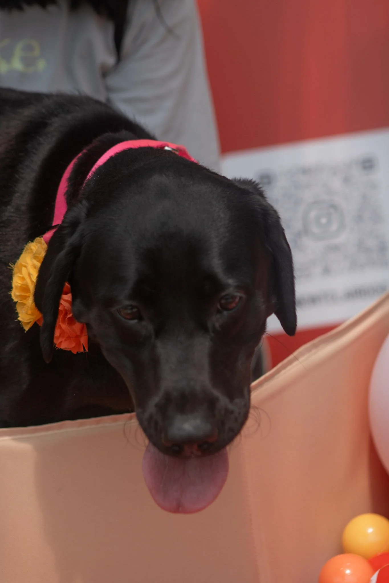 DogDaysOfSummer-180.jpg