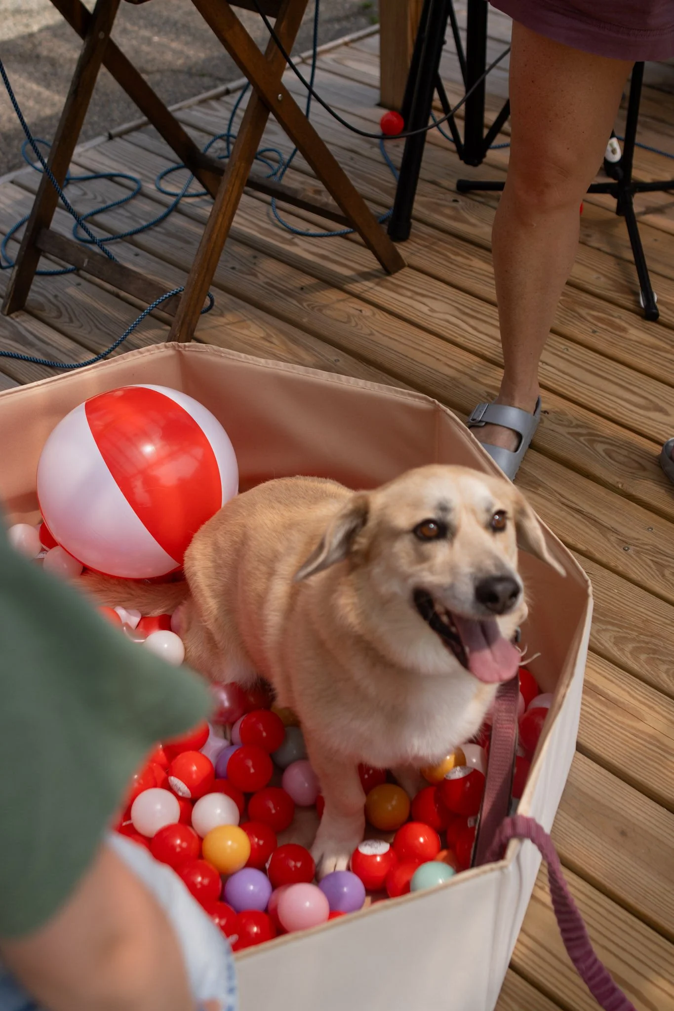 DogDaysOfSummer-172.jpg