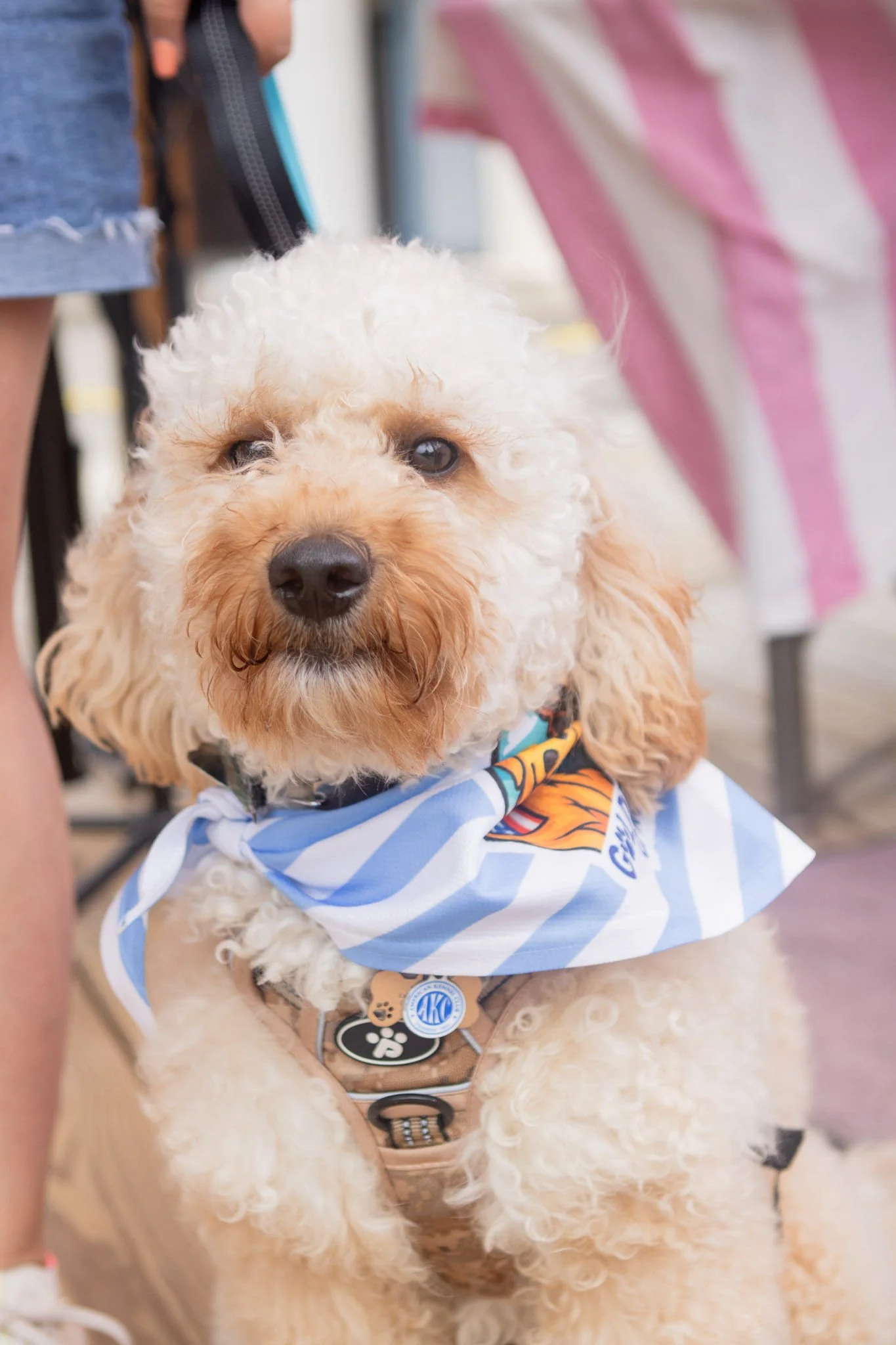 DogDaysOfSummer-057.jpg