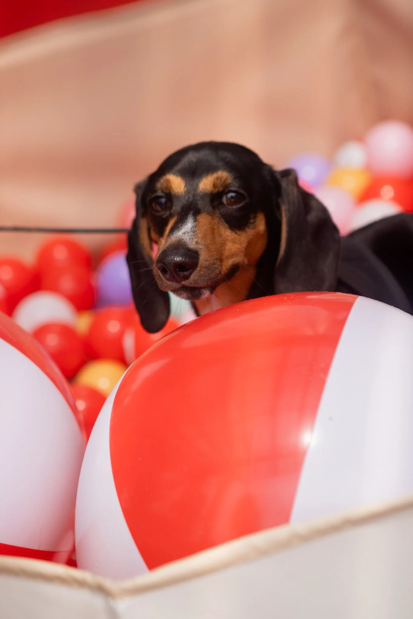 DogDaysOfSummer-114.jpg
