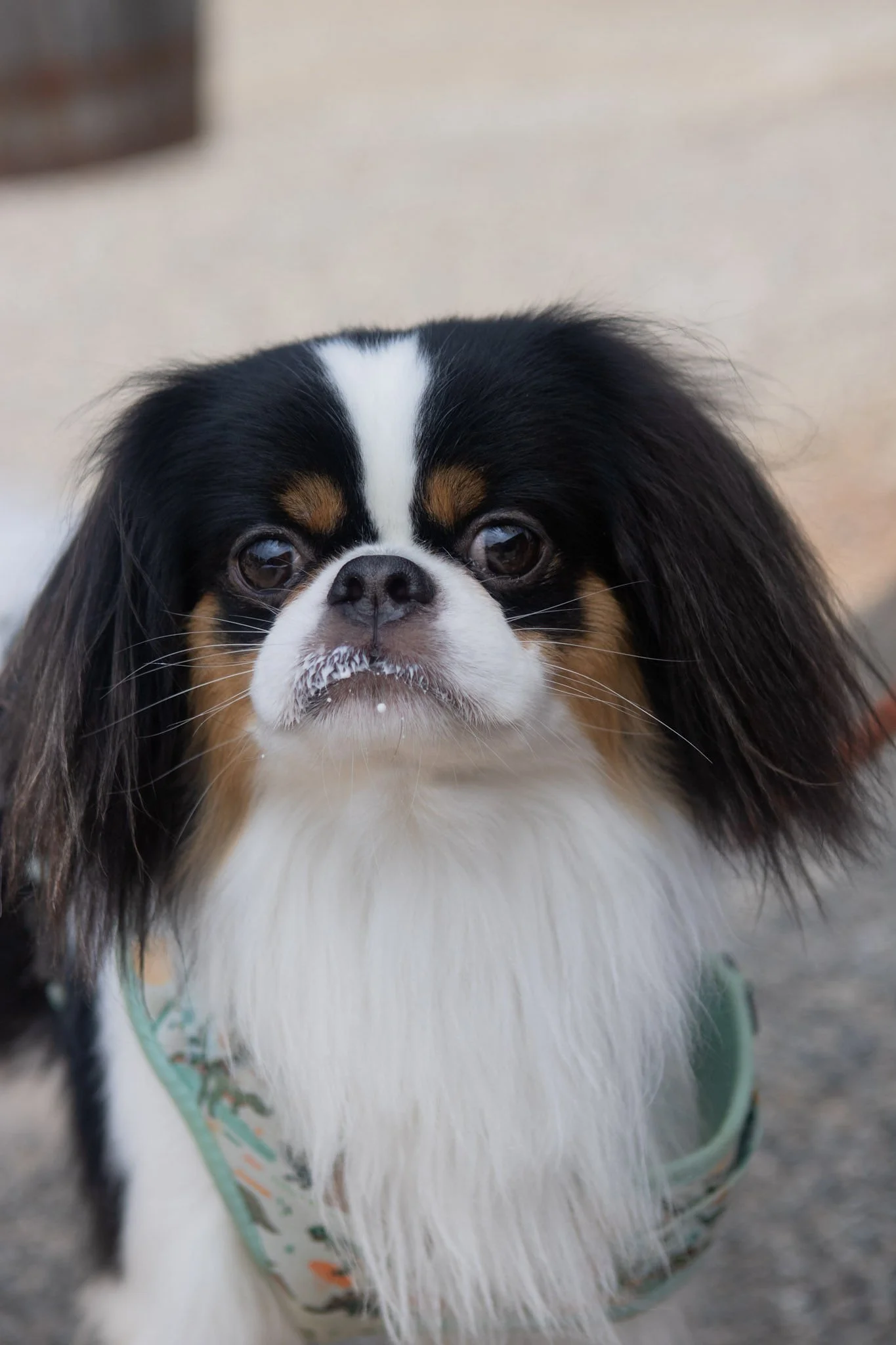 DogDaysOfSummer-125.jpg