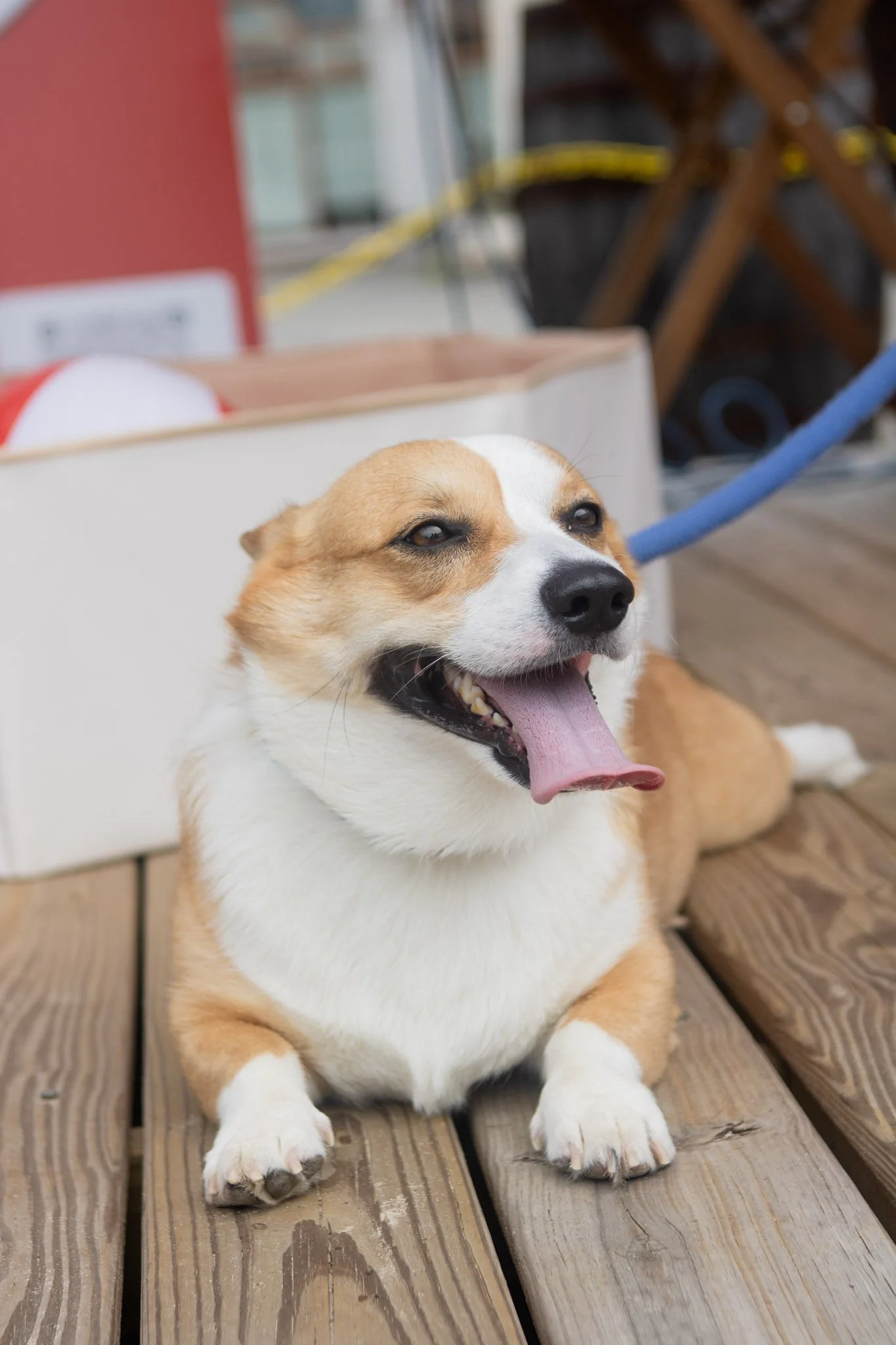 DogDaysOfSummer-049.jpg