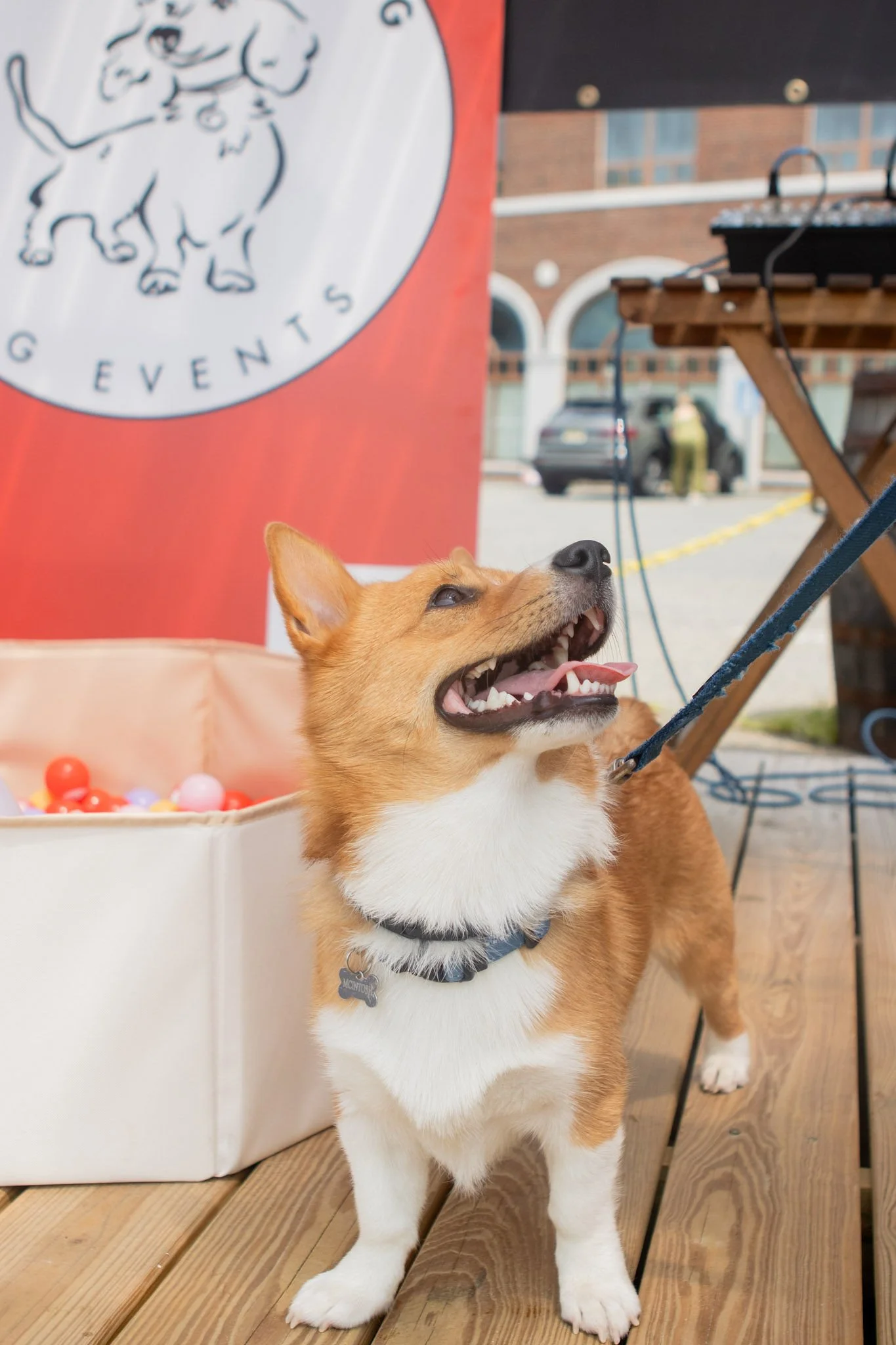 DogDaysOfSummer-076.jpg