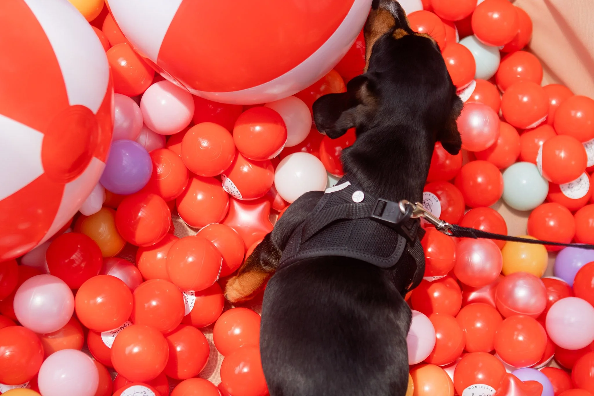 DogDaysOfSummer-123.jpg