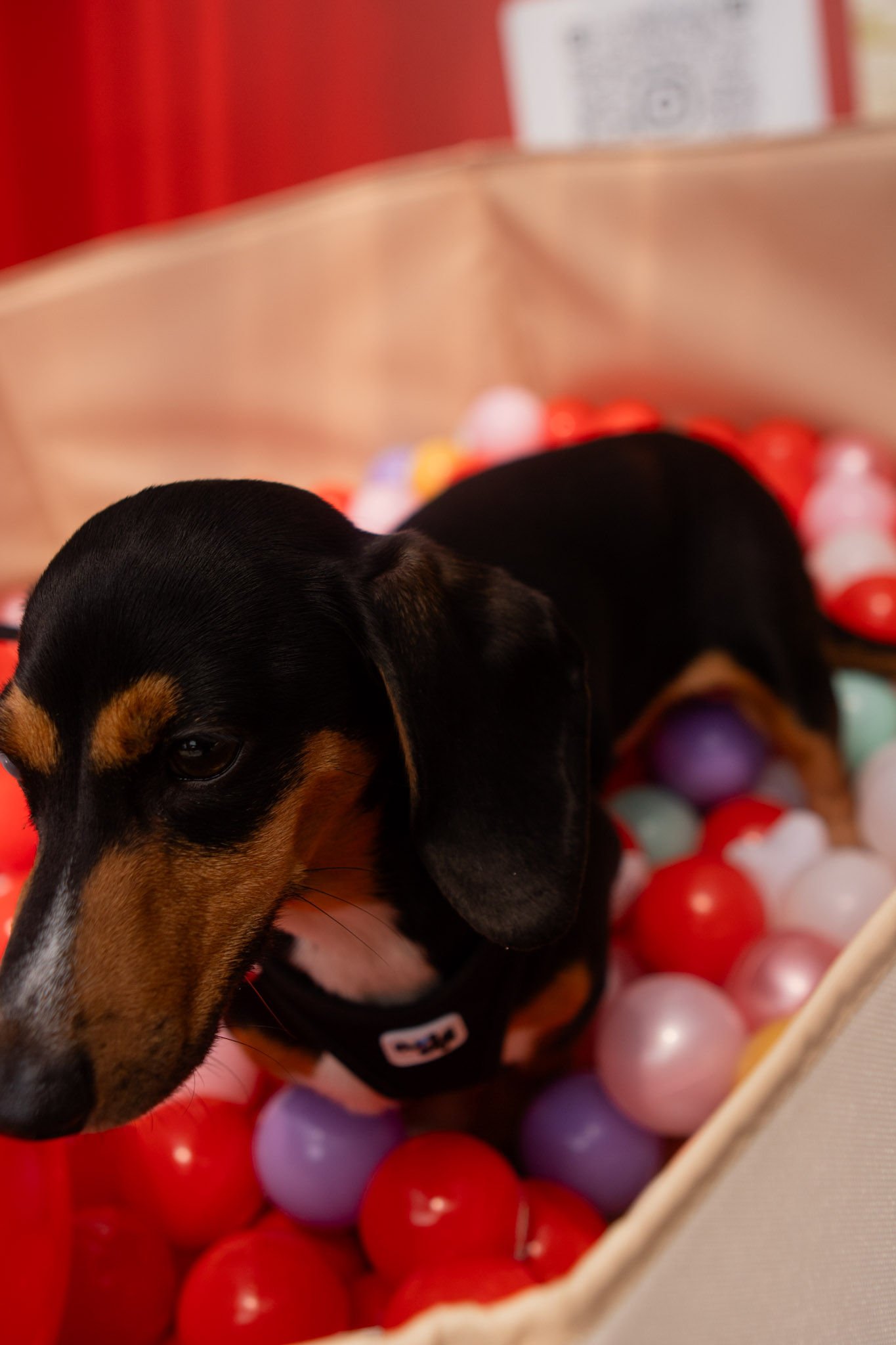 DogDaysOfSummer-117.jpg