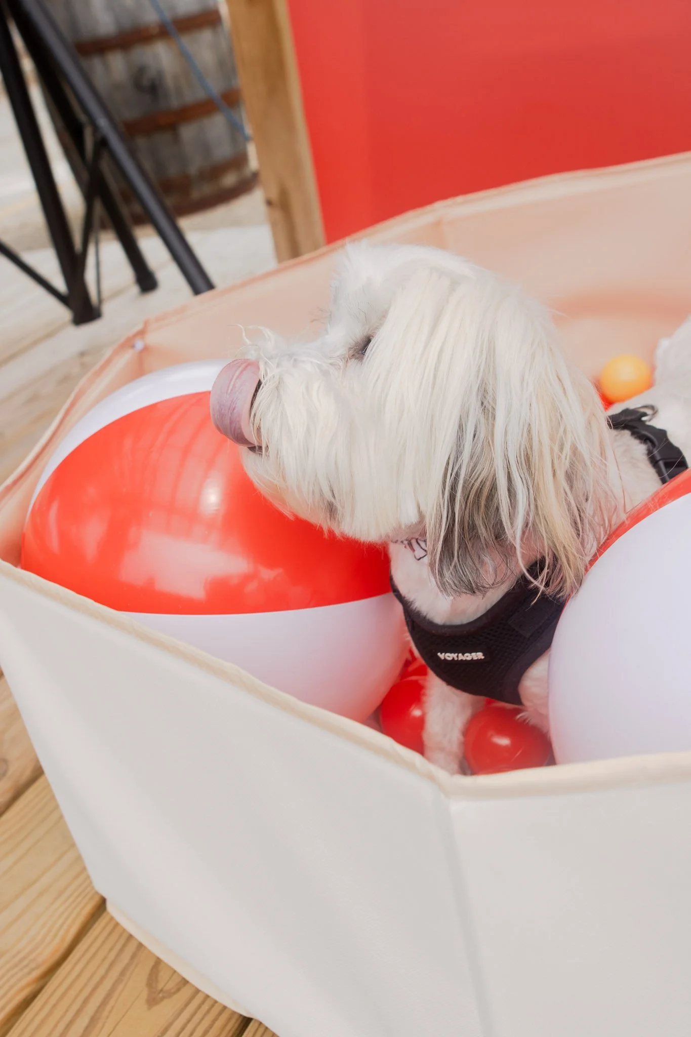 DogDaysOfSummer-034.jpg