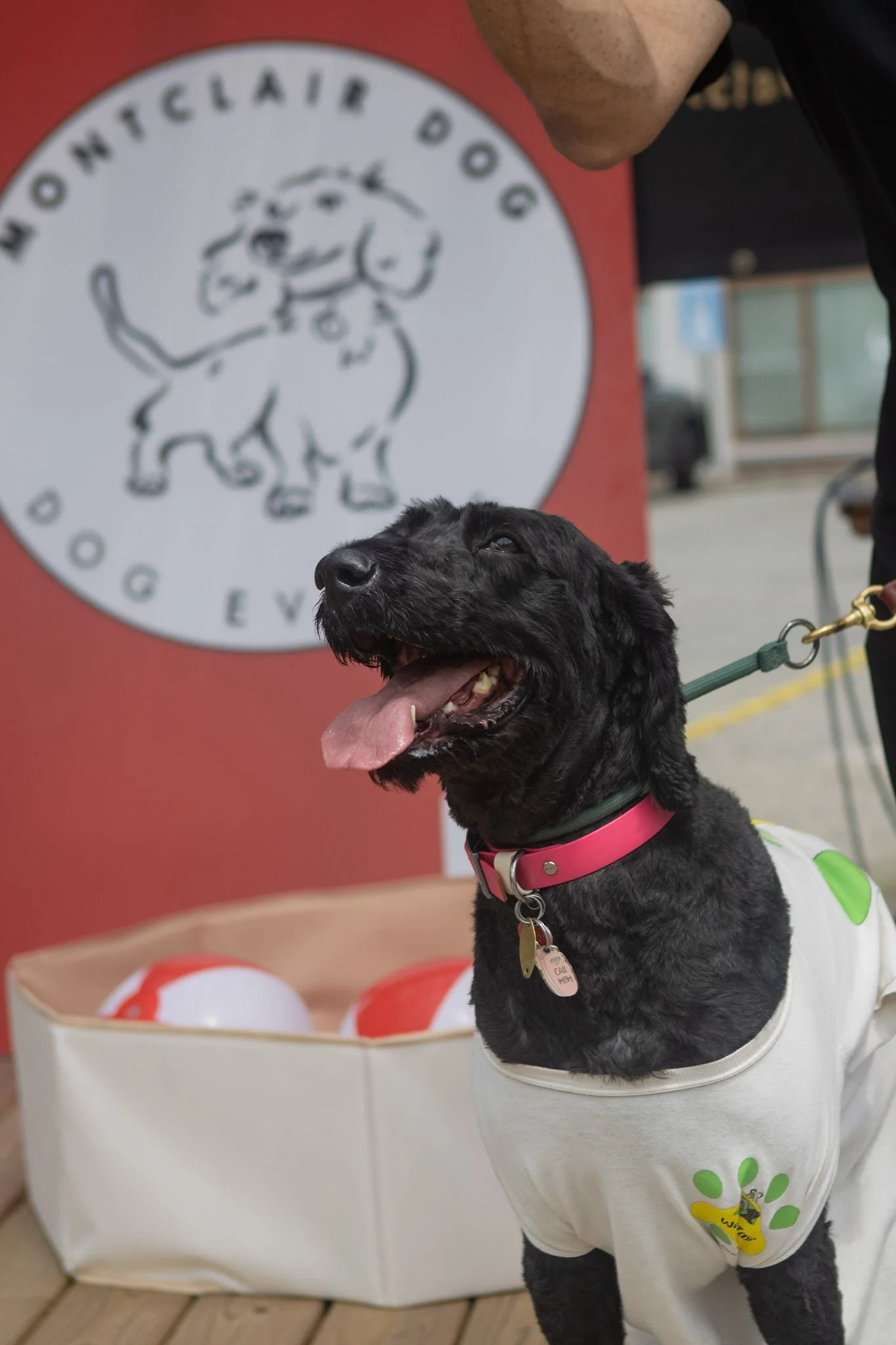 DogDaysOfSummer-092.jpg
