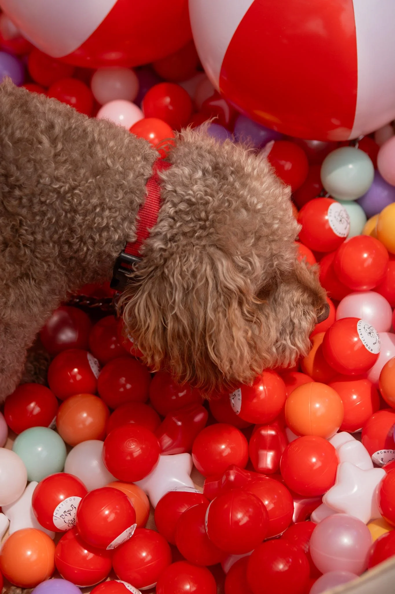 DogDaysOfSummer-158.jpg