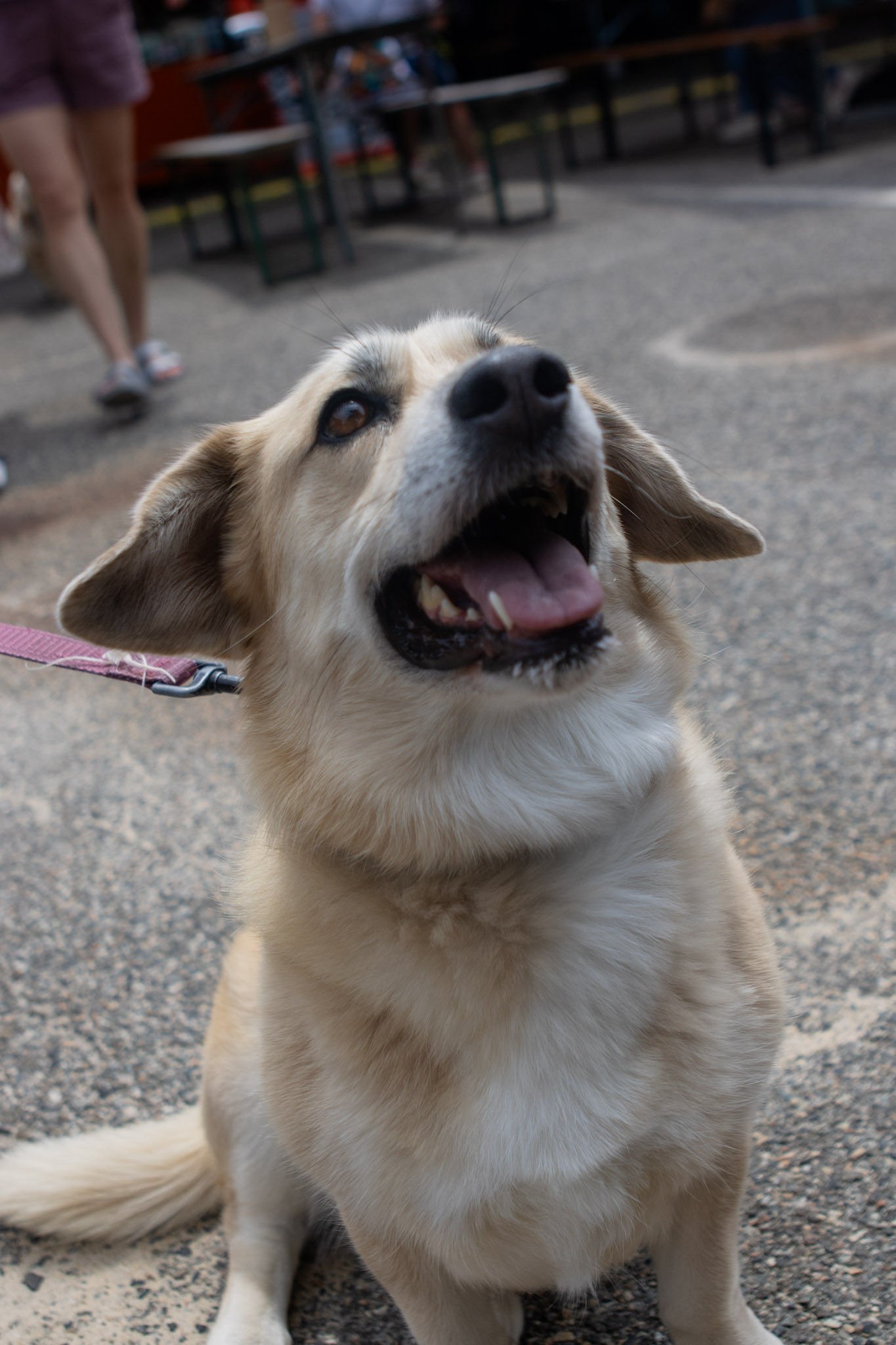 DogDaysOfSummer-110.jpg