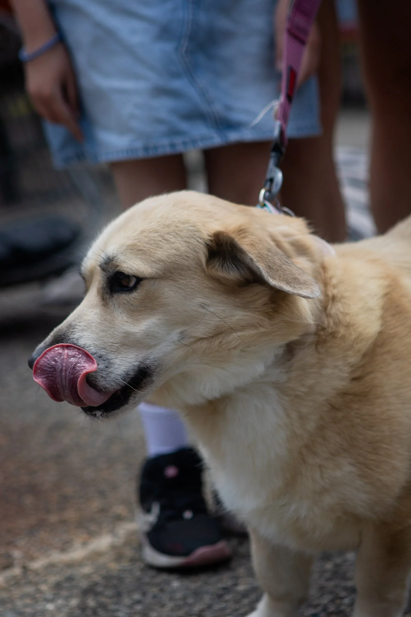 DogDaysOfSummer-108.jpg