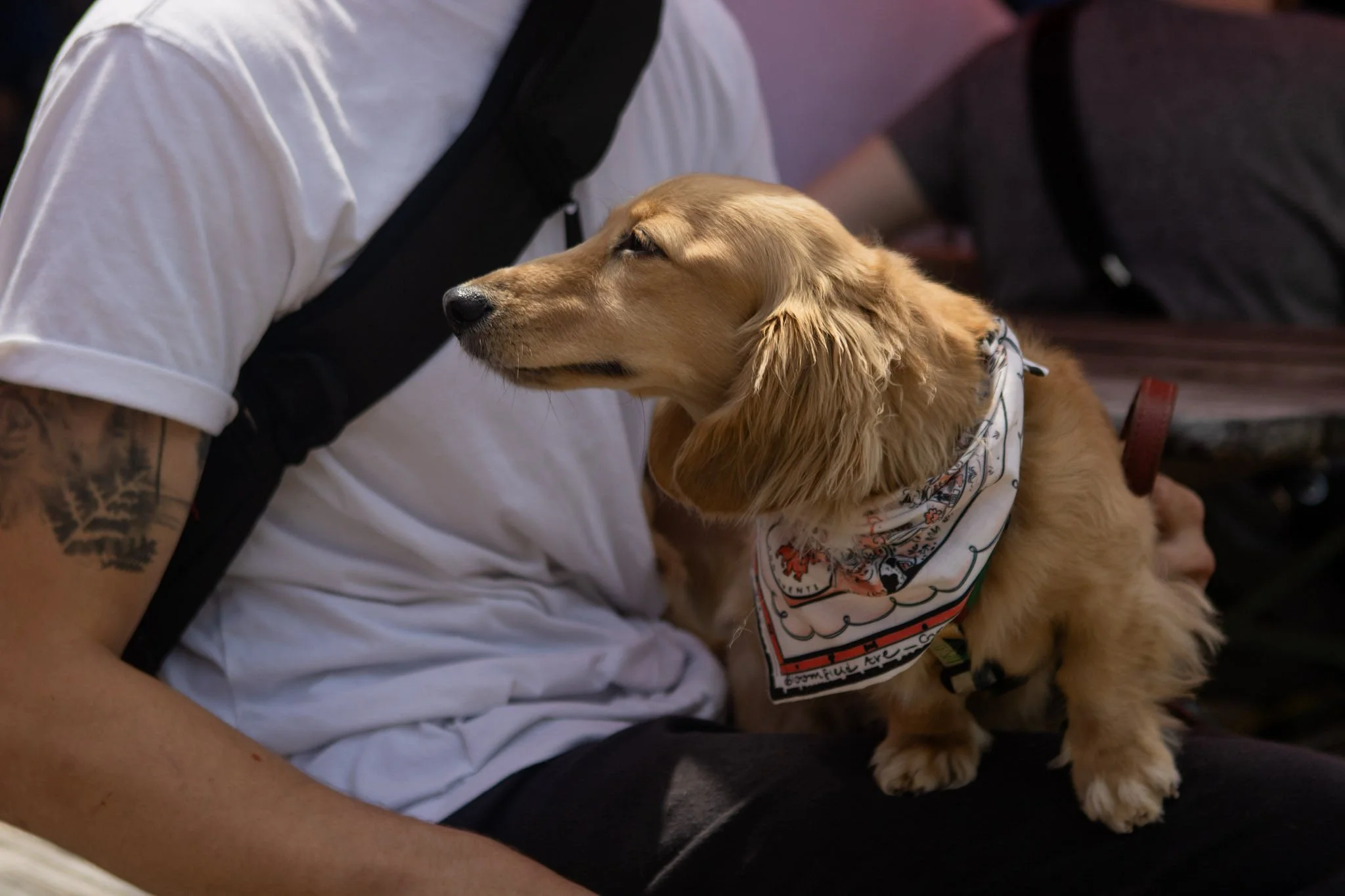 DogDaysOfSummer-151.jpg