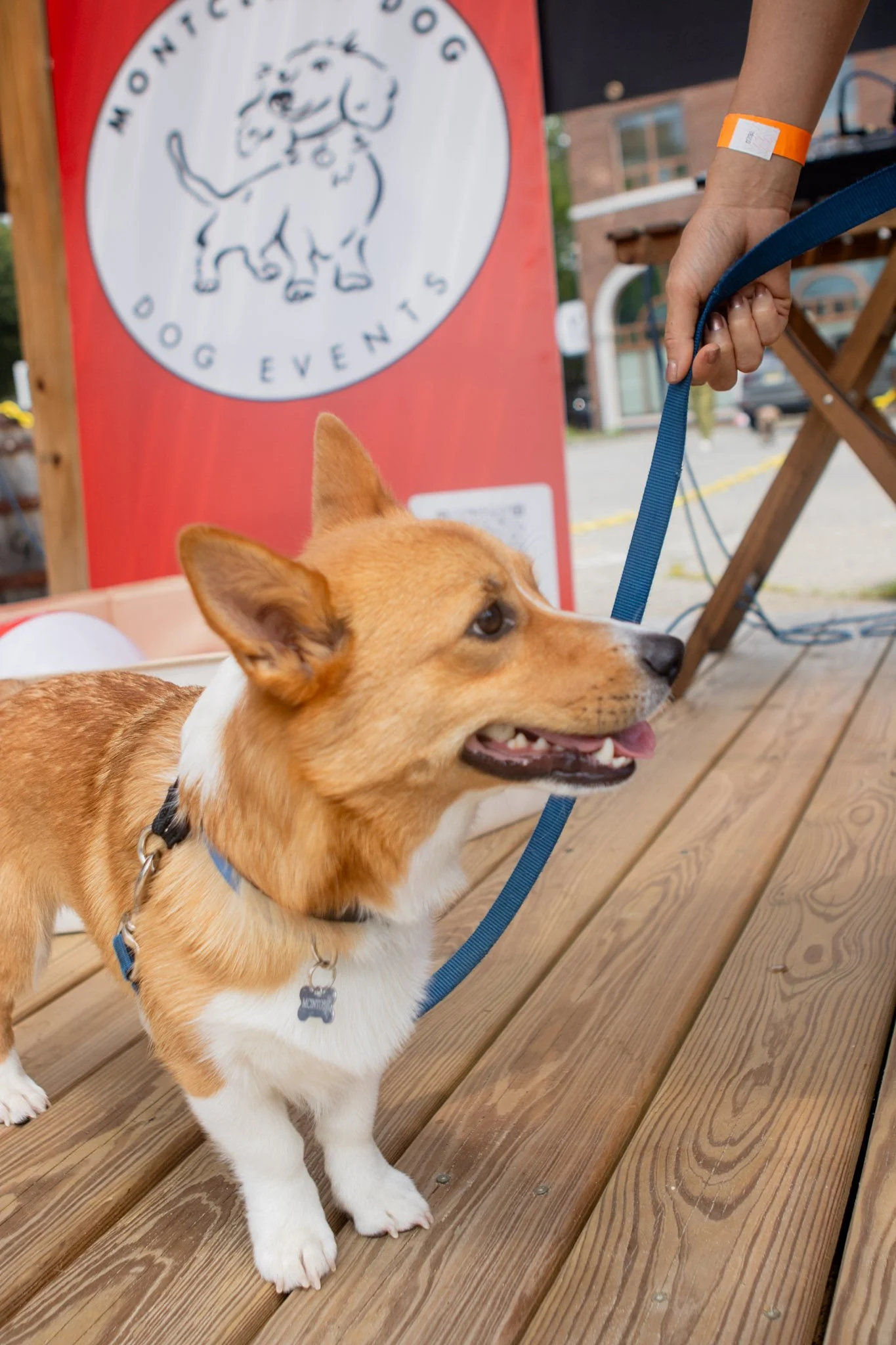 DogDaysOfSummer-078.jpg