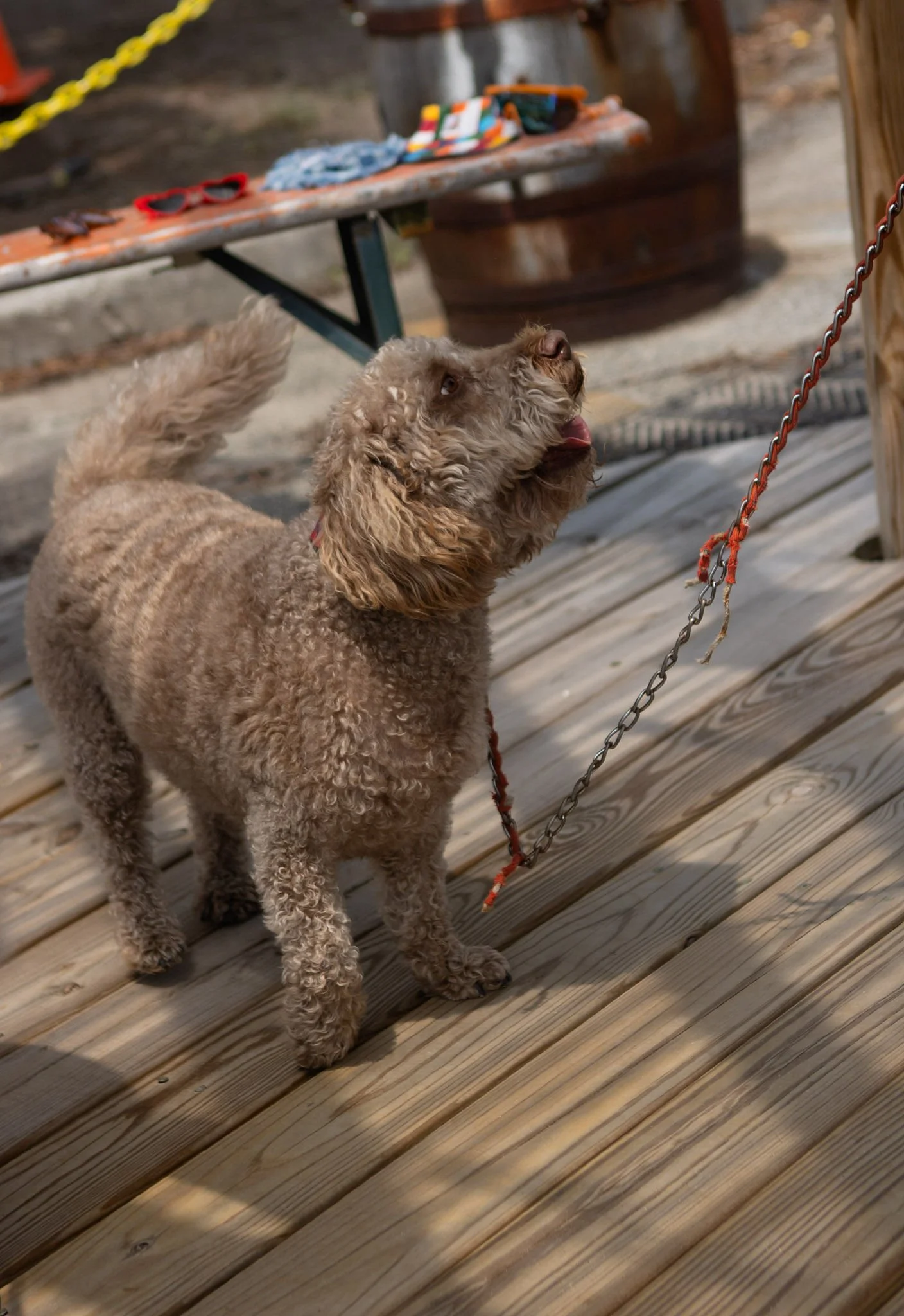 DogDaysOfSummer-166.jpg