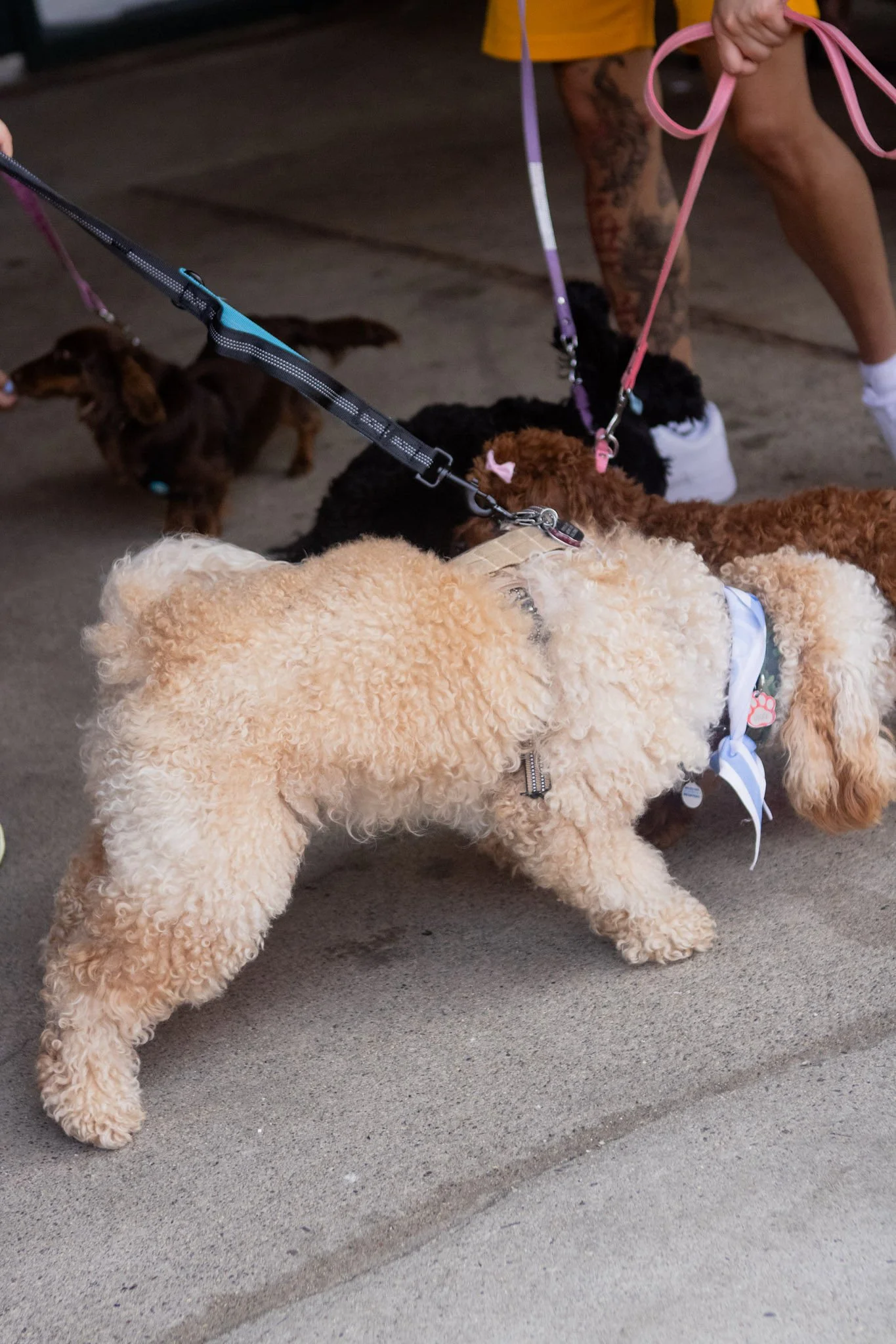 DogDaysOfSummer-155.jpg