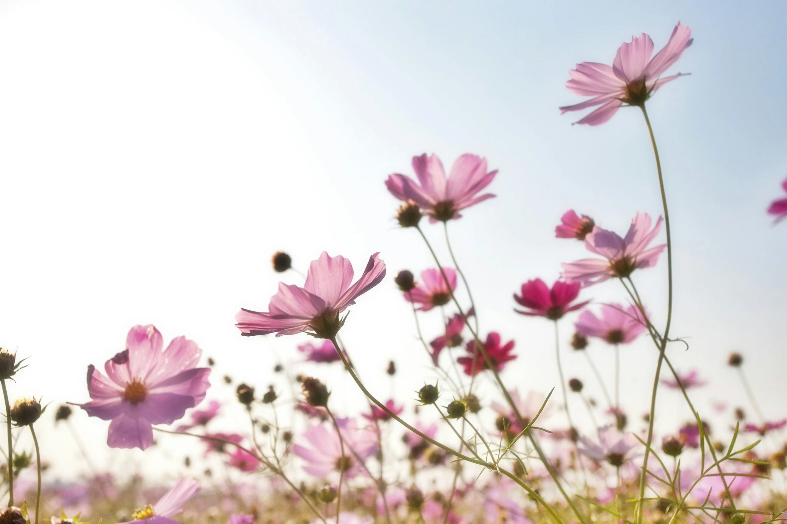 Pink and light purple flowers blooming in a field with clear sky background.