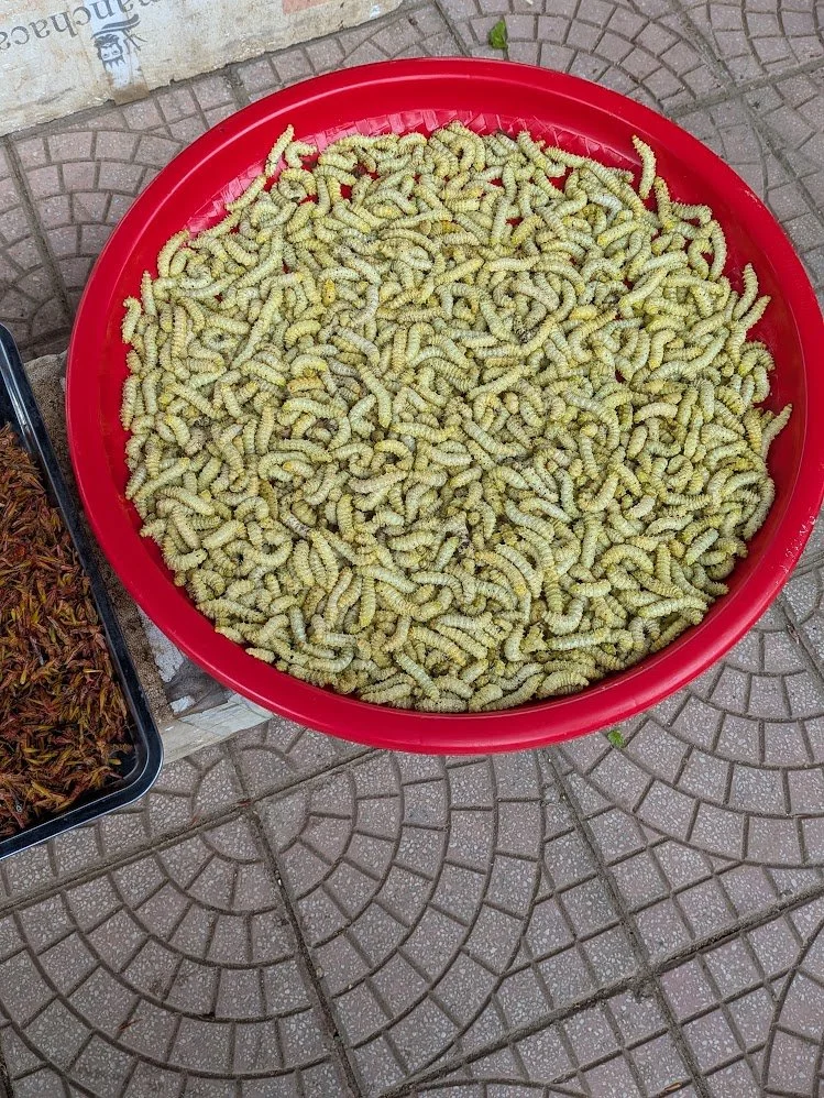 Silkworms - Commonly eaten in rural areas and northern regions. They are typically fried with fish sauce, salt, lemon leaves, or lemongrass. They have a crunchy exterior and soft interior. GROSS