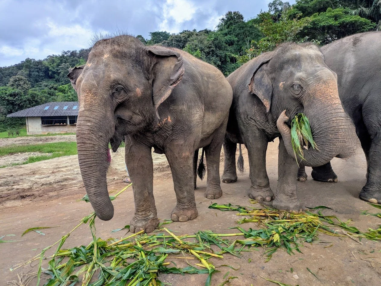 Ran-Tong Elephant Rescue Sanctuary