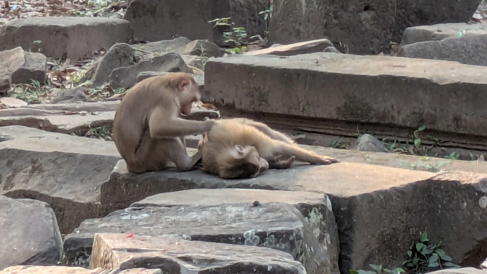 Monkeys3.jpg