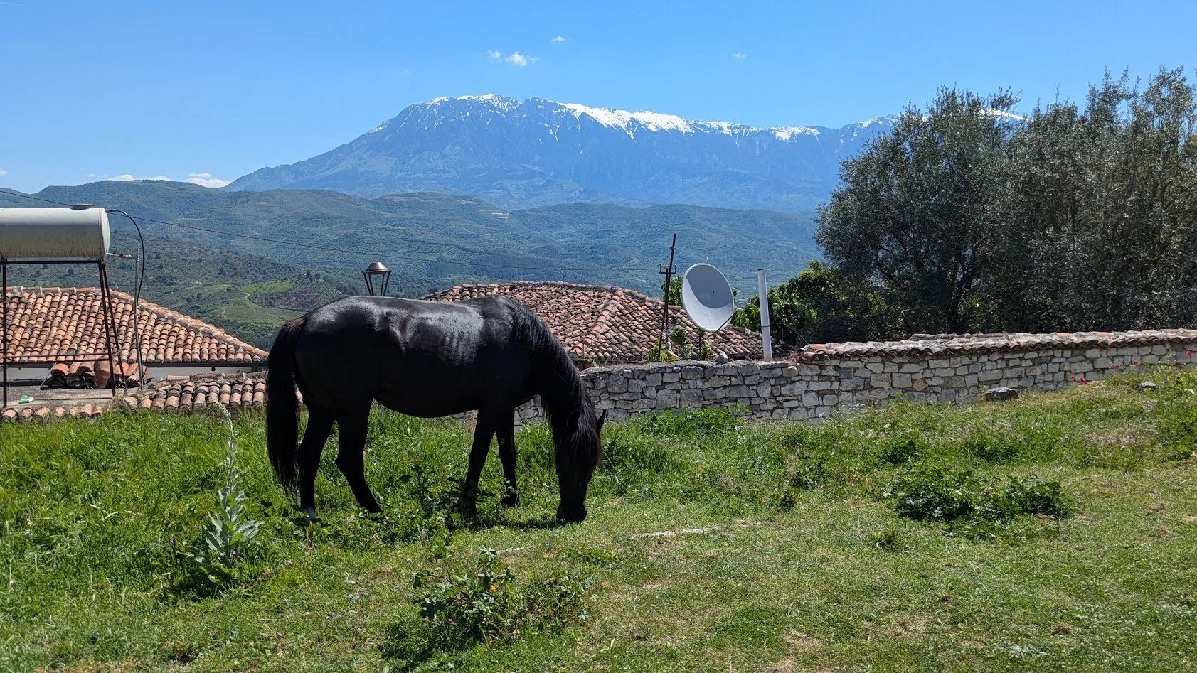 Horse1.jpg