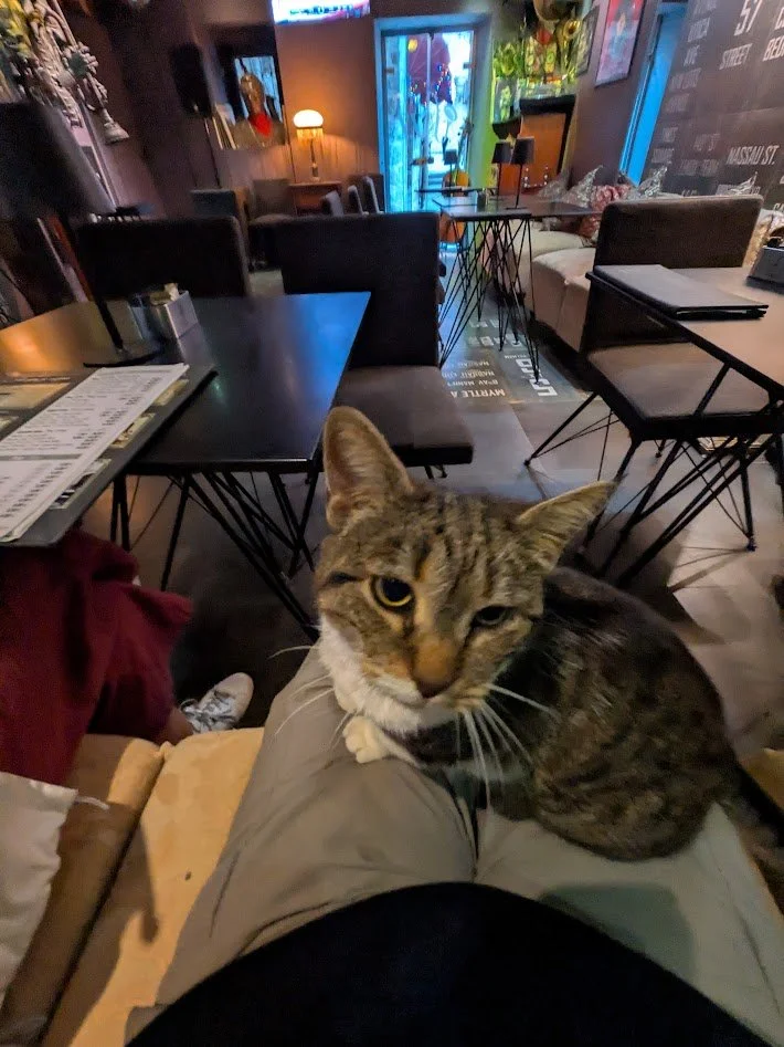 cat2.jpg