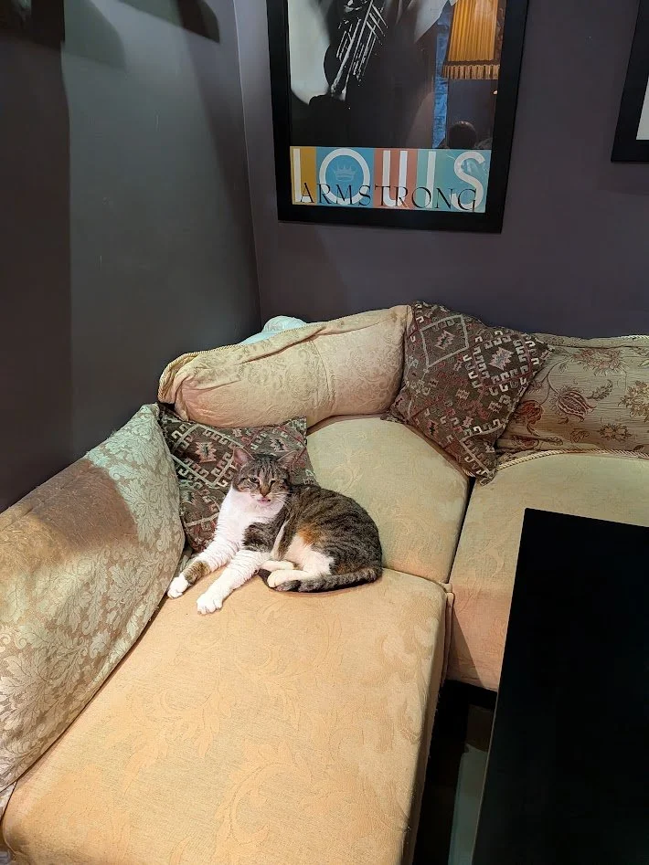 cat1.jpg