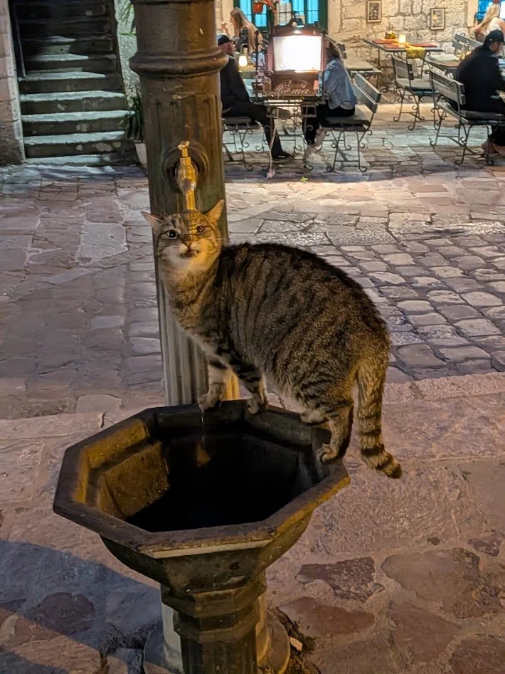 cat3.jpg