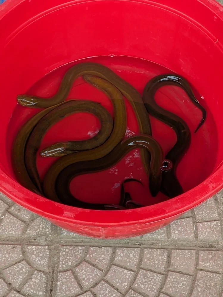 Eel - so nasty!! I mostly had to hide my eyes through the markets and Grady took the pictures! They use eel mostly in soup. I stopped ordering any kind of "seafood" soup once I learned that!