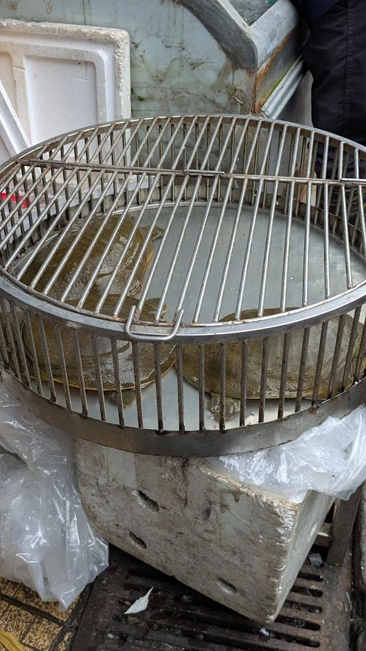 Soft shell turtles - these guys were in the market waiting to go home with someone and become turtle soup.