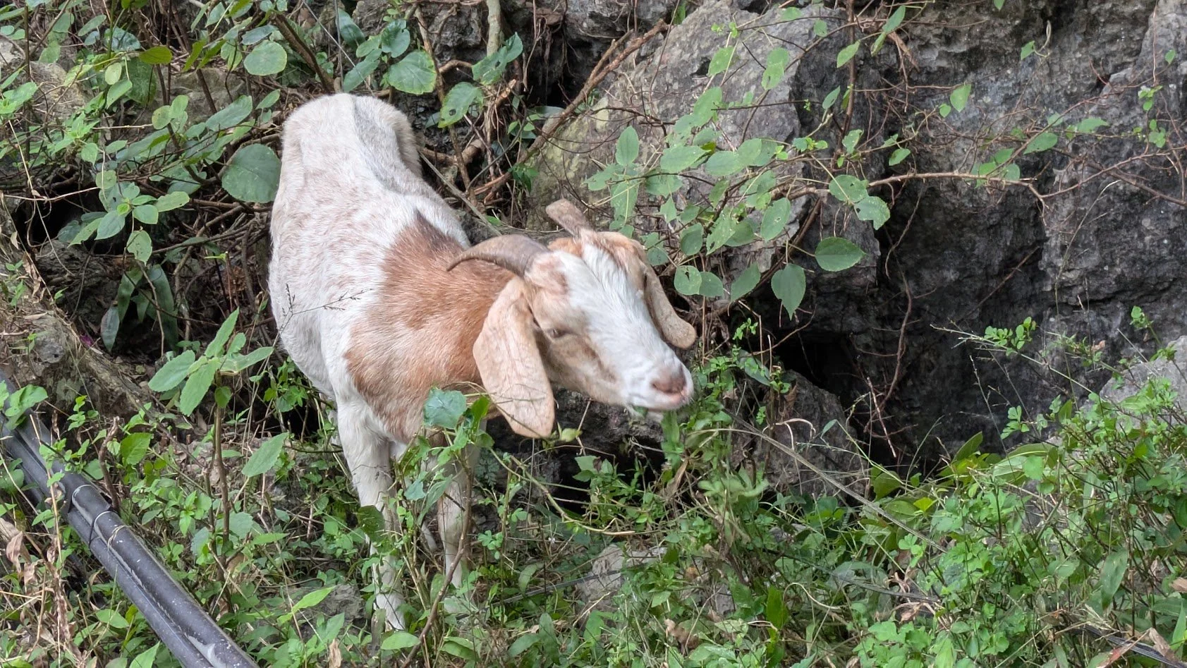 Goat is commonly eaten in Vietnam. It is a specialty in Ninh Binh. Literally every restaurant sold it there. The meat eaters among us tried it and said it was pretty good. I forgot to get a photo of the cooked version. But since the free-roaming moun