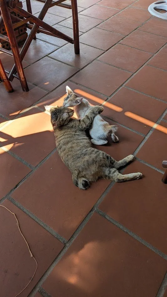 "tiểu hổ ("baby tiger") - yes, cat! We didn't see any roasted or on menus, but they absolutely eat them - particularly in the northern regions and around Hanoi. It's not a daily meal for most, but an estimated 1 million cats are killed annually for m