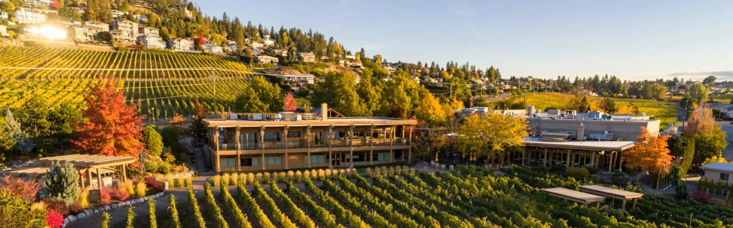 Quails’ Gate Winery overlooking vineyard-covered hills in Kelowna, BC, showcasing award-winning Okanagan wine country, scenic vineyards, and stunning fall colours.