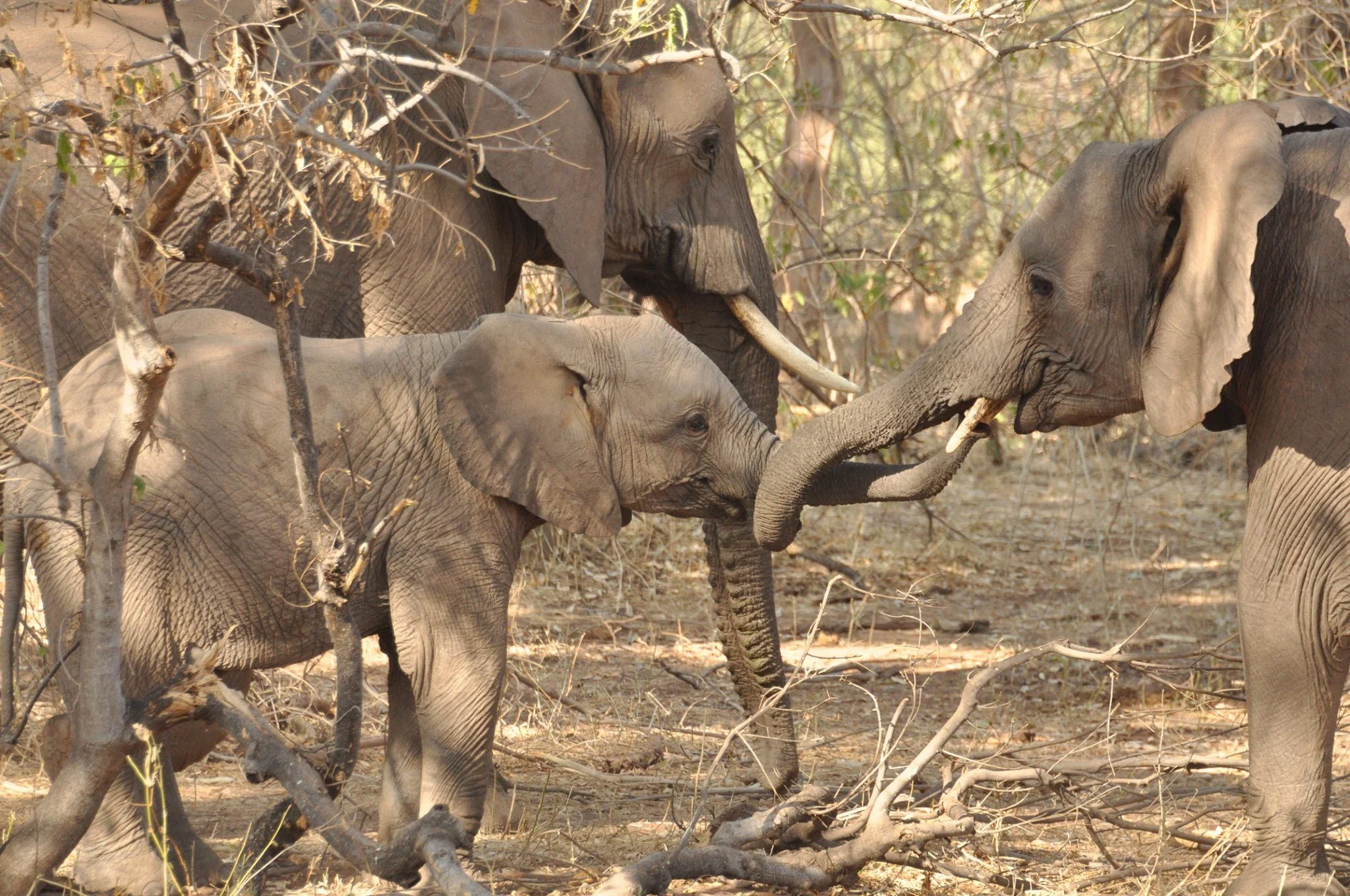 Elephant family in South Africa safari reserve