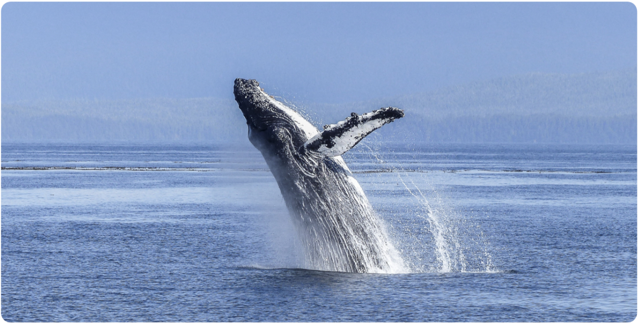 Southern right whale watching experience in Hermanus, South Africa