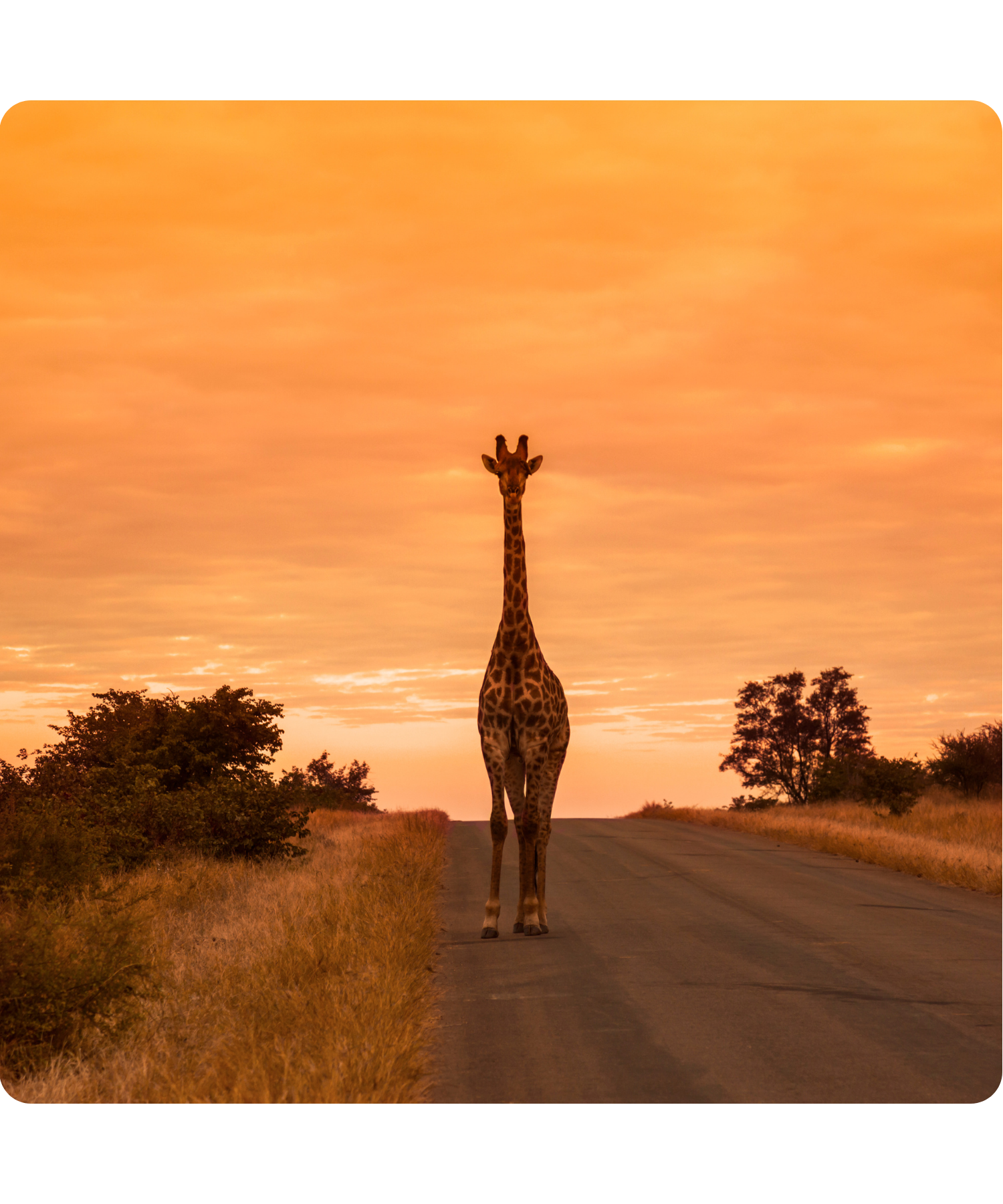 Giraffe standing on a quiet road at sunset during a South Africa safari experience