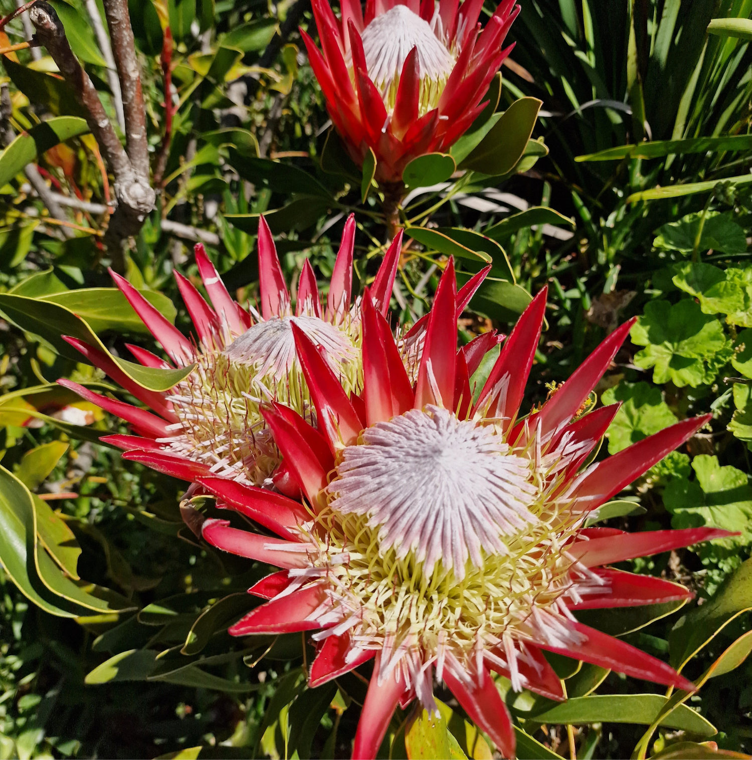 Protea flower blooming in South Africa, symbol of local heritage and nature