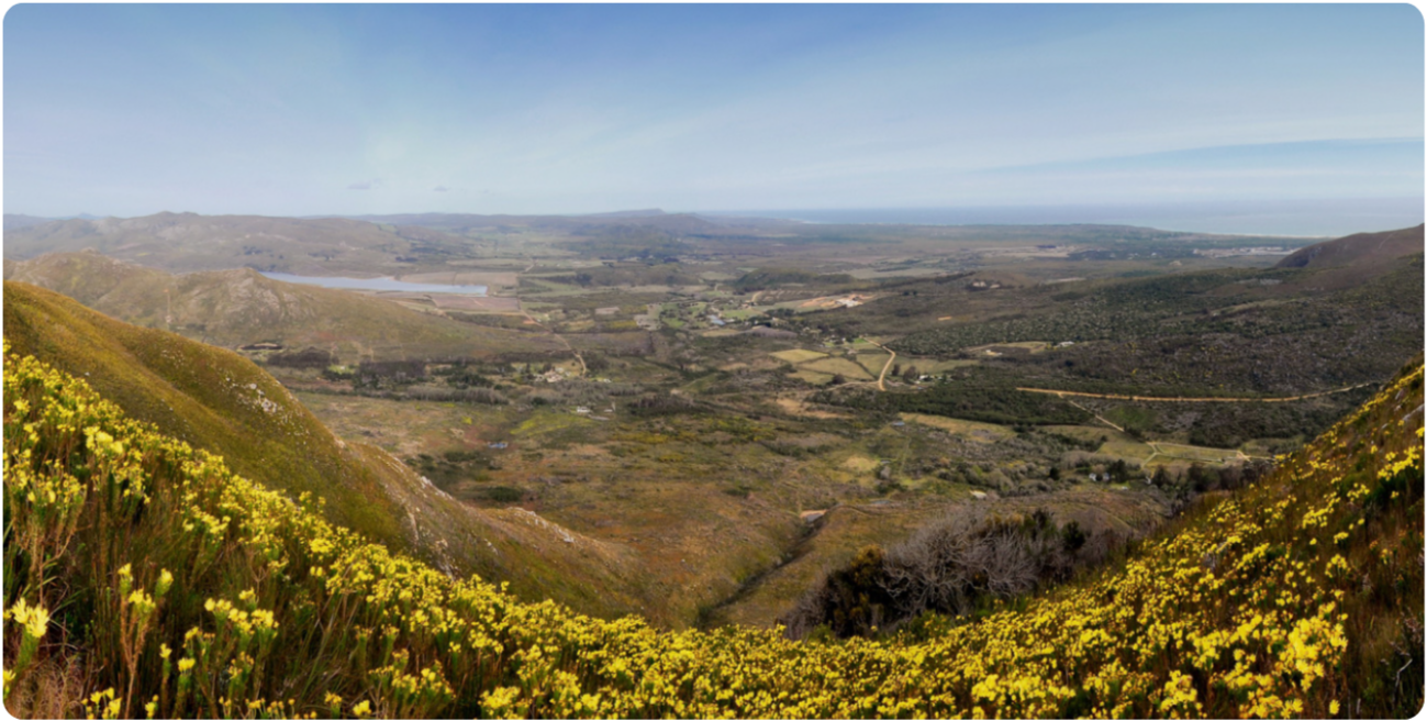 Scenic Cape landscape with fynbos and countryside views in South Africa