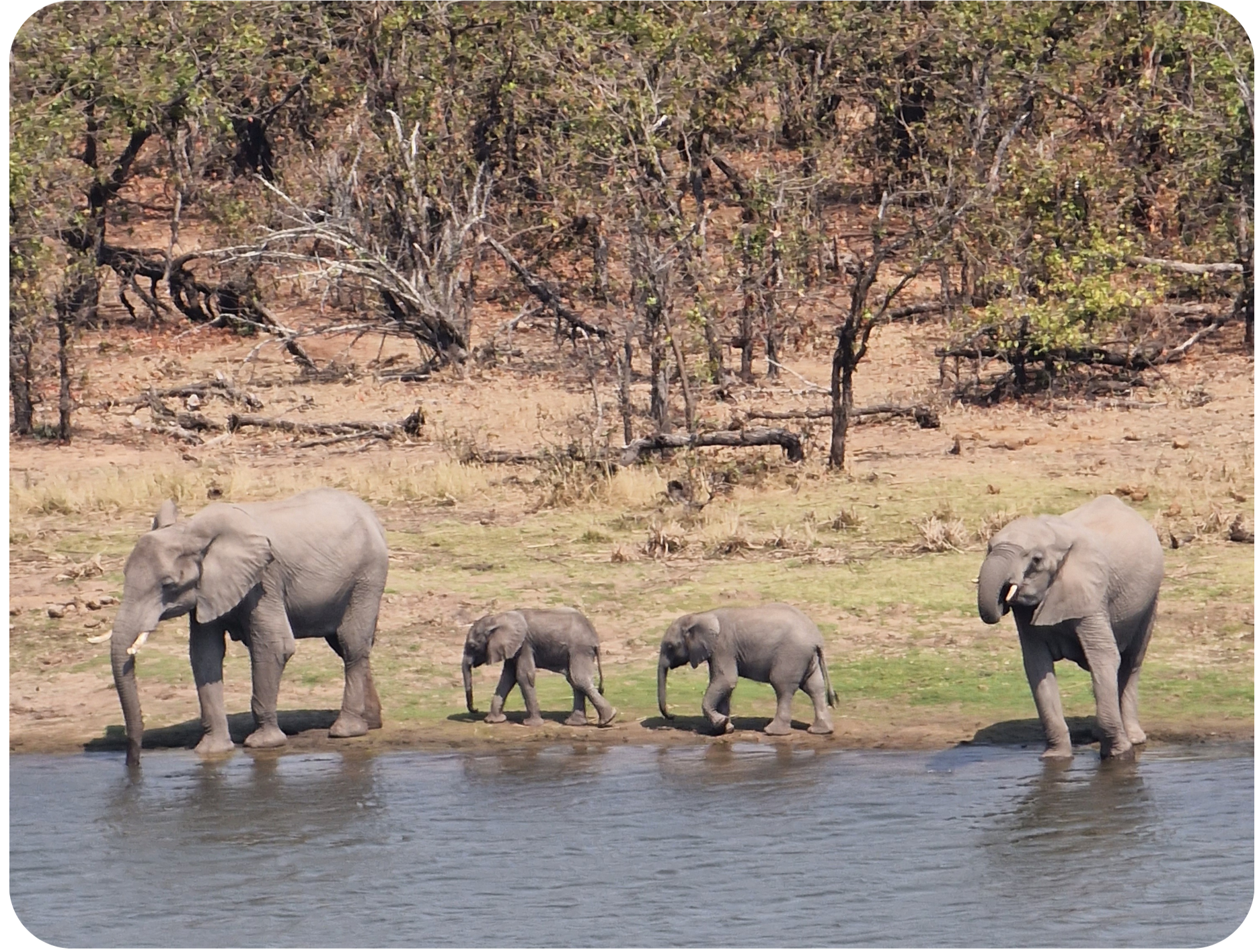 Elephant family crossing river in Kruger National Park