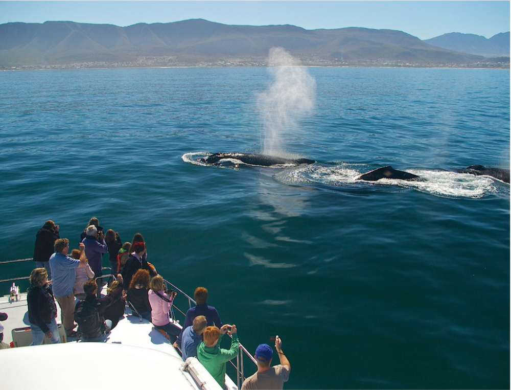 Whale watching experience in Walker Bay near Hermanus, South Africa