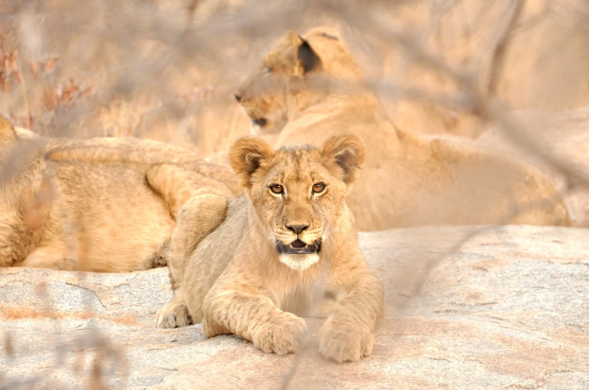 Lion cub resting with adult lions during a South Africa safari experience