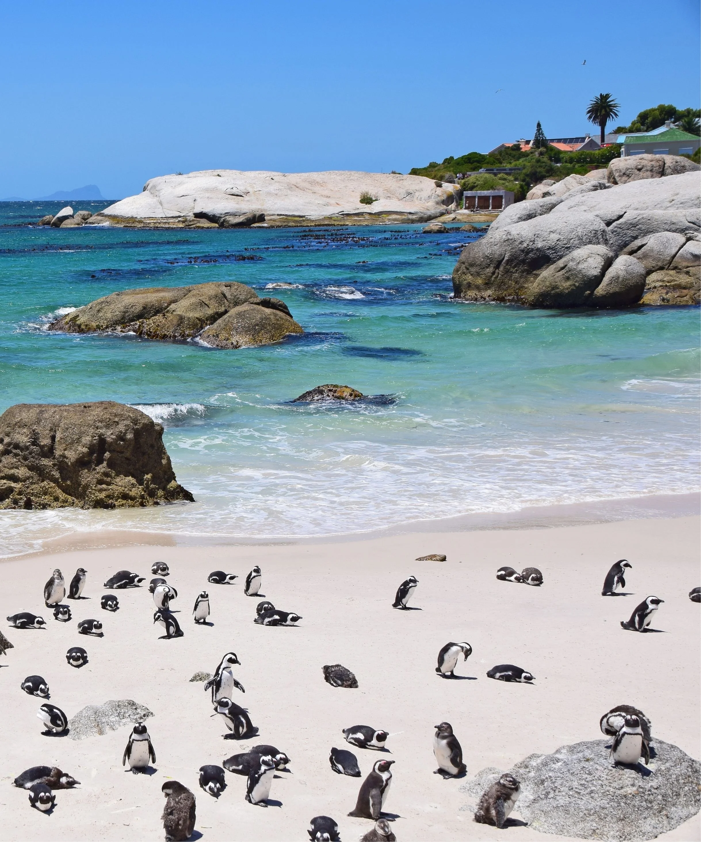 African penguins resting on a sandy beach along the South African coastline