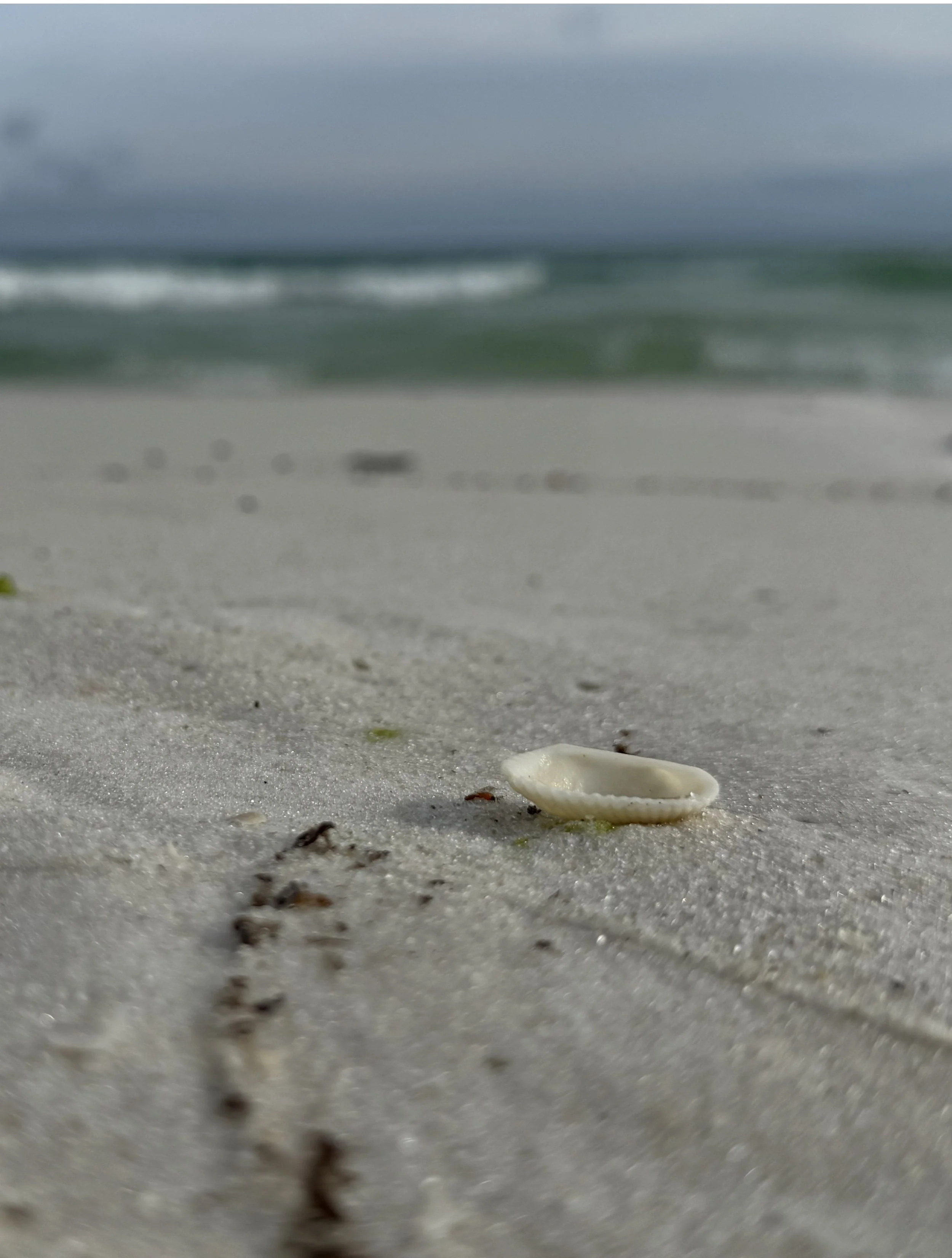 a single white shell on a beach with tiny bits of seaweed trailing towards it