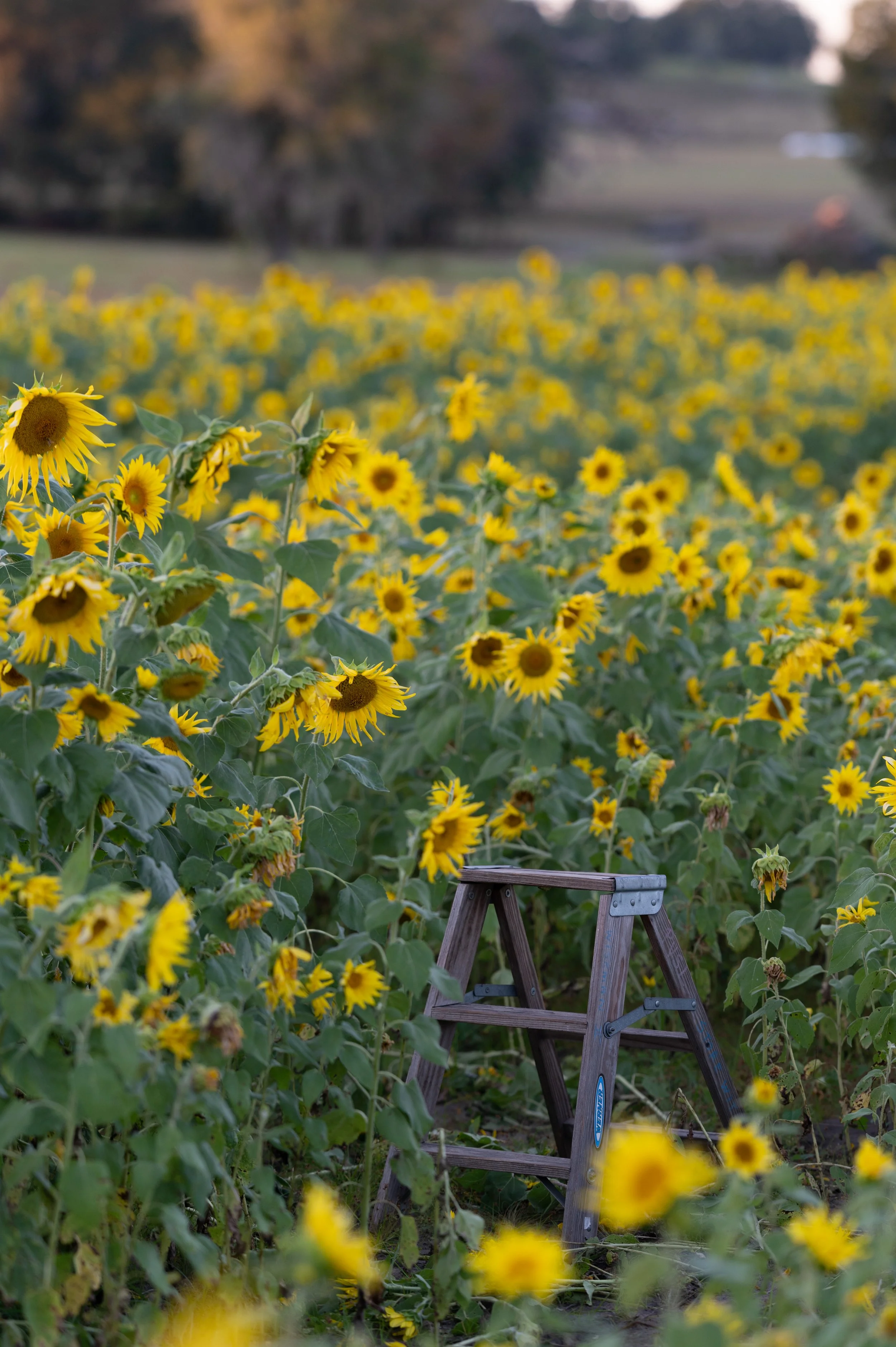 The Sunflower Meadow – Guided Meditation 