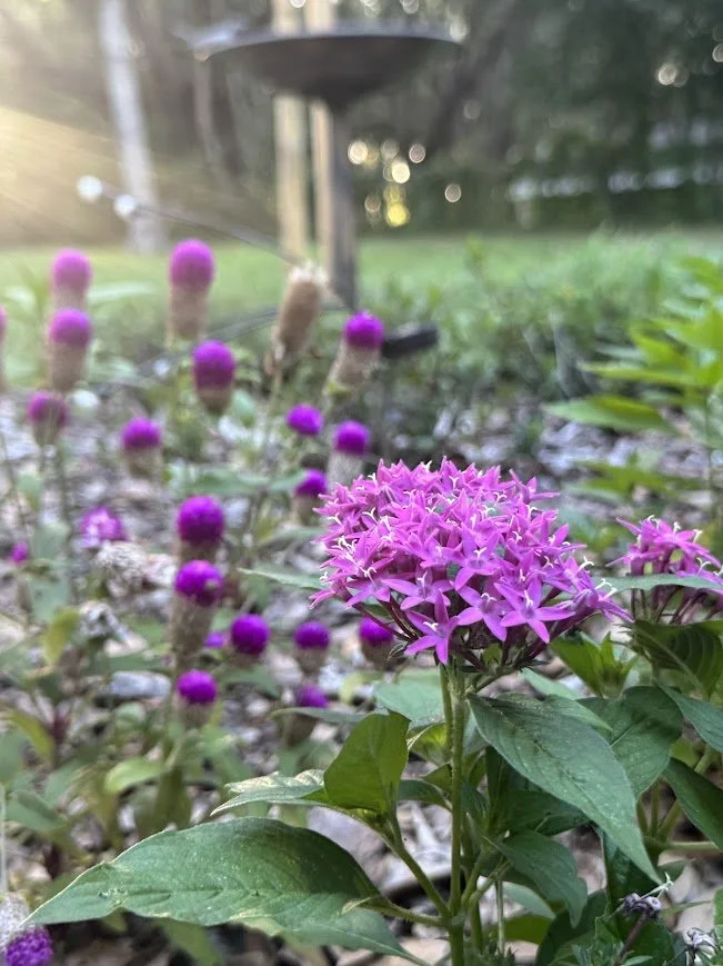The Healing Garden – Guided Meditation