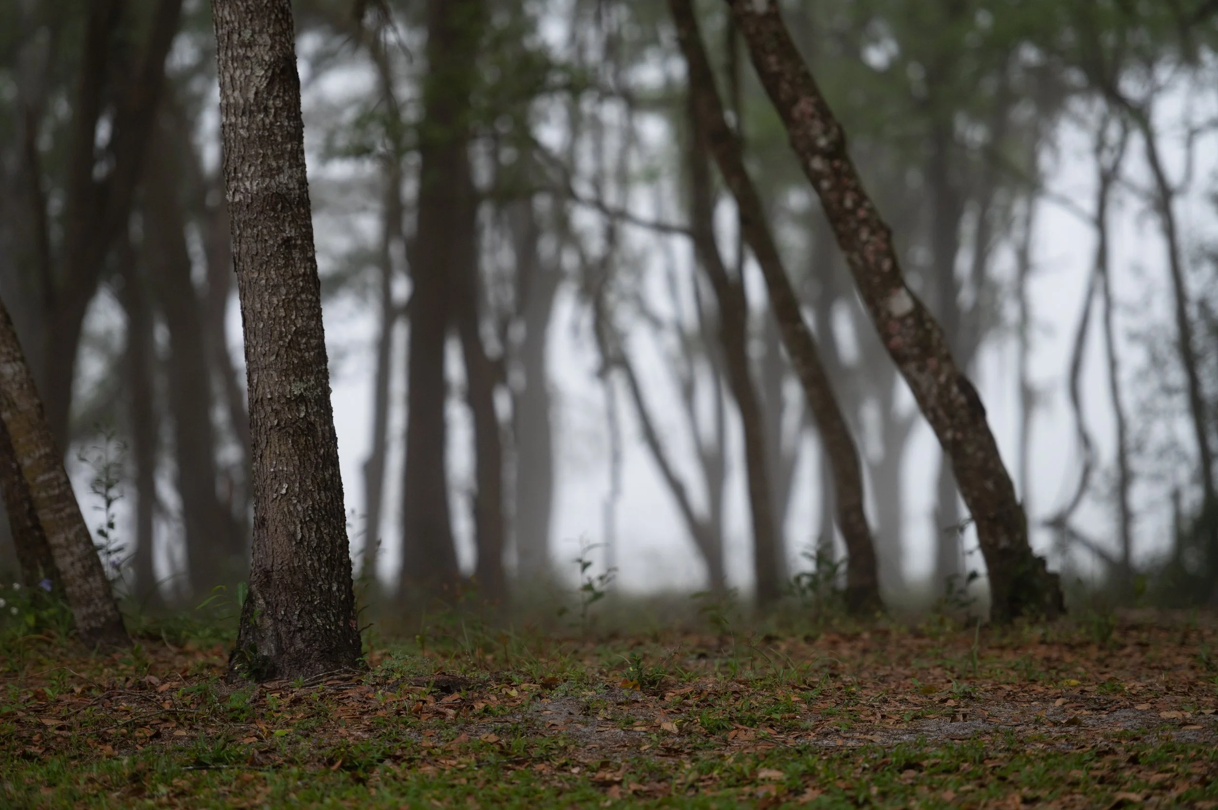 photo of woods in a misty atmosphere
