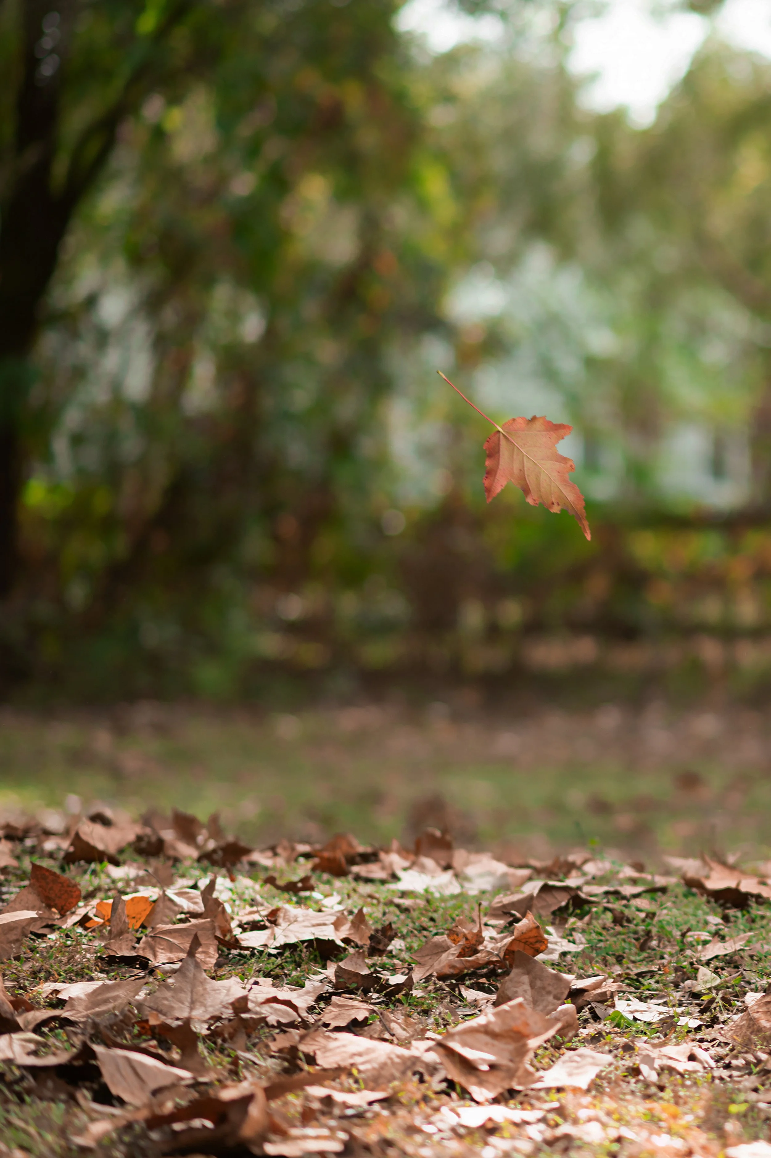 single brown leaf falling onto autumn background with blurred trees