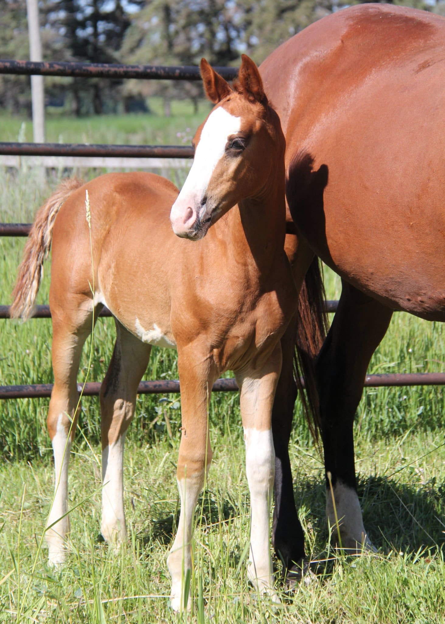 2025 Filly (Parcival/T.W. Voltage/Tempranillo)