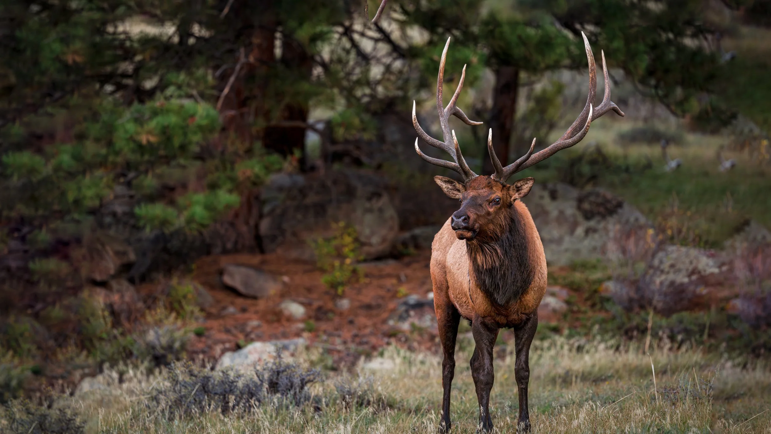Bull Moose - RMNP