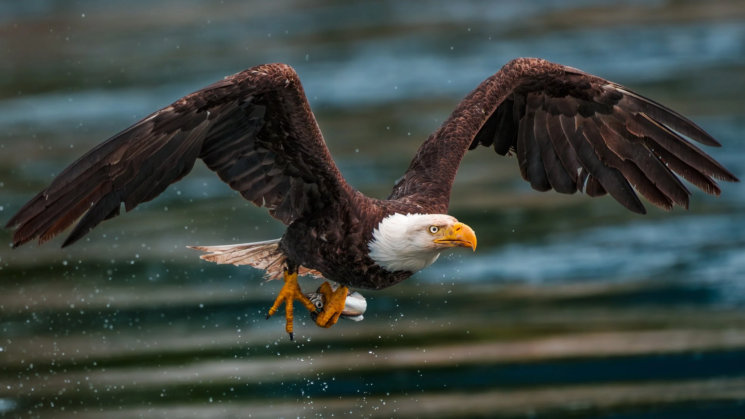 American Bald Eagle - Adult