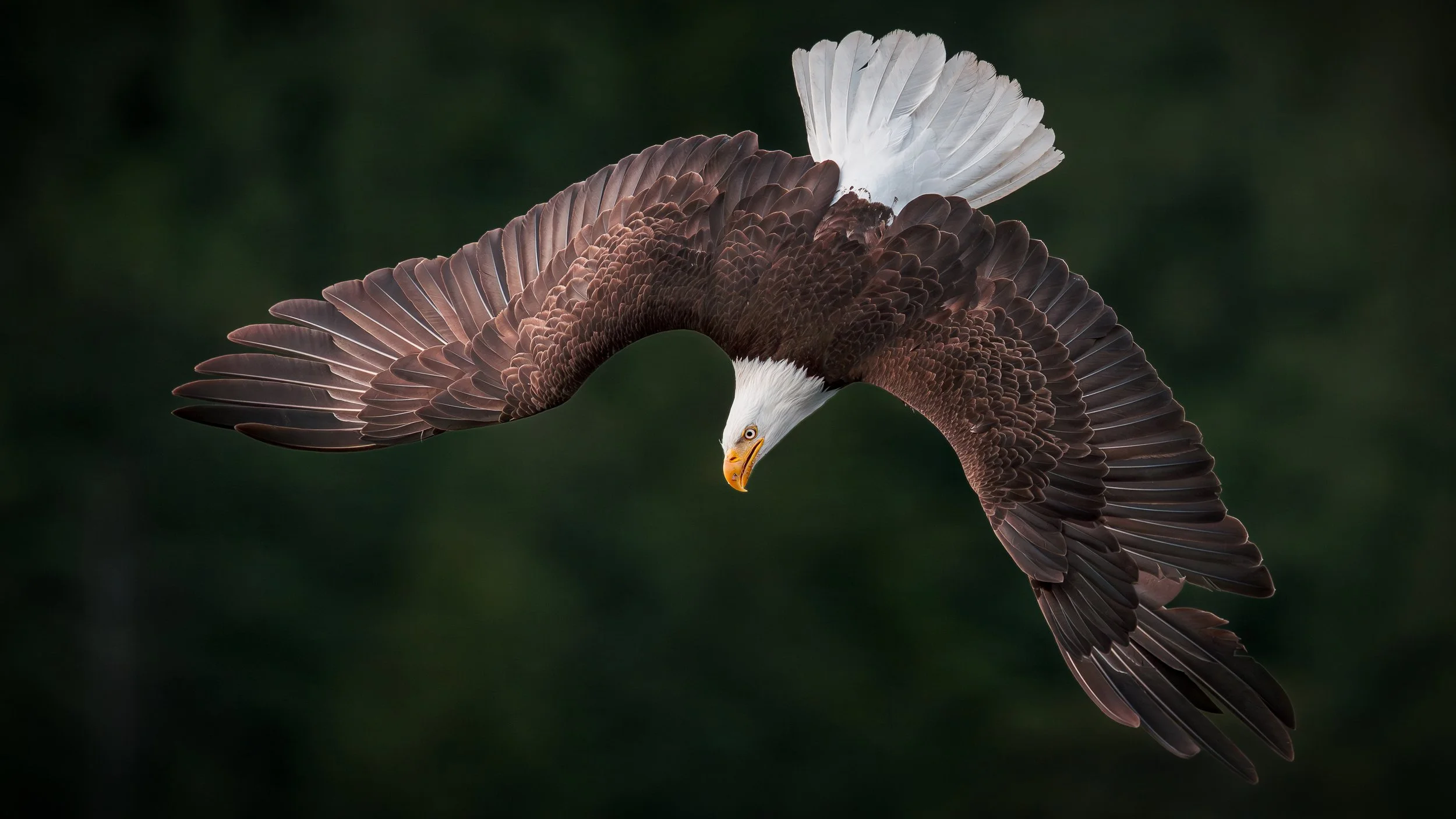 American Bald Eagle - Adult