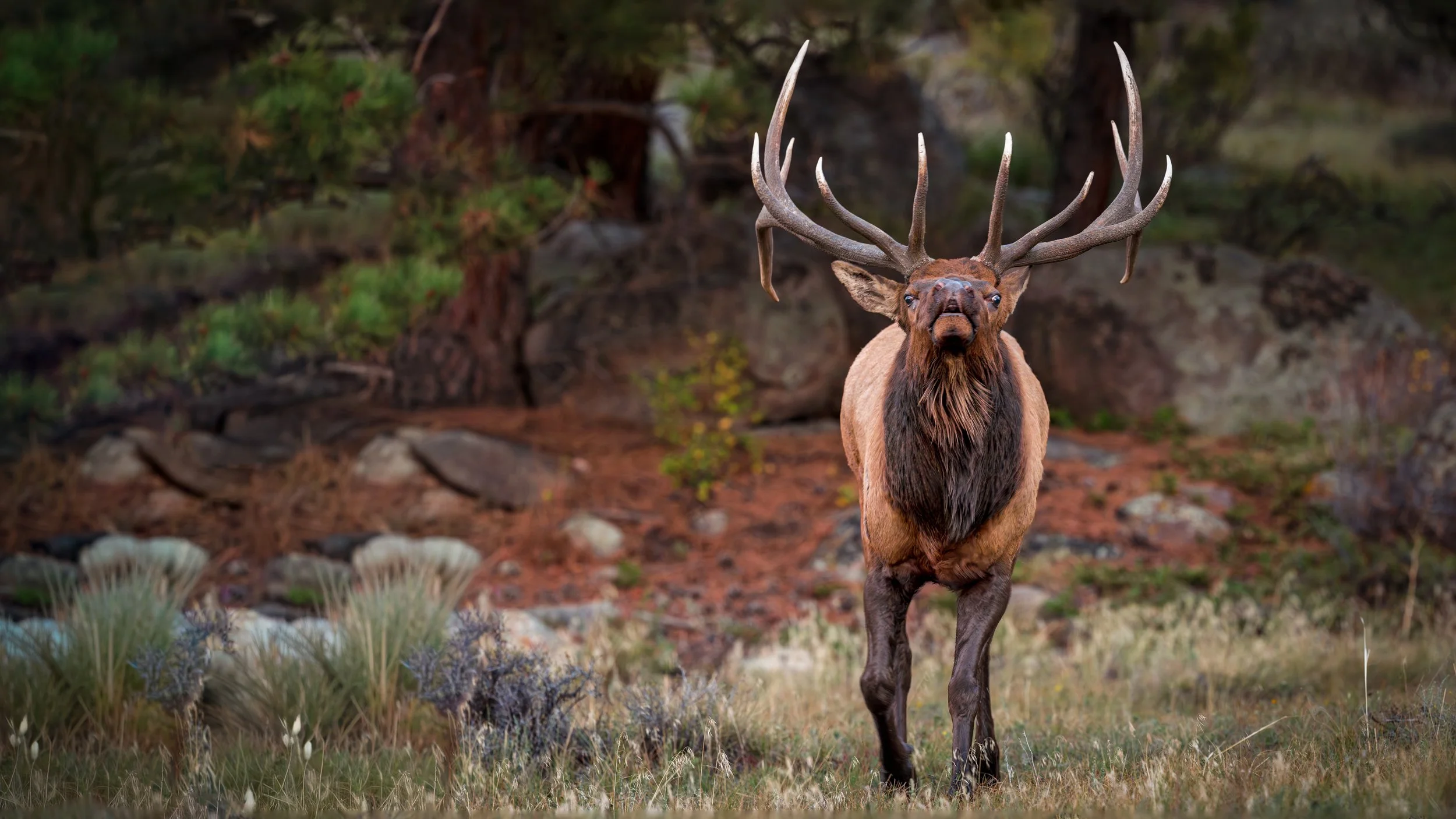 Bull Moose Bugling - Rocky Mountain National Park